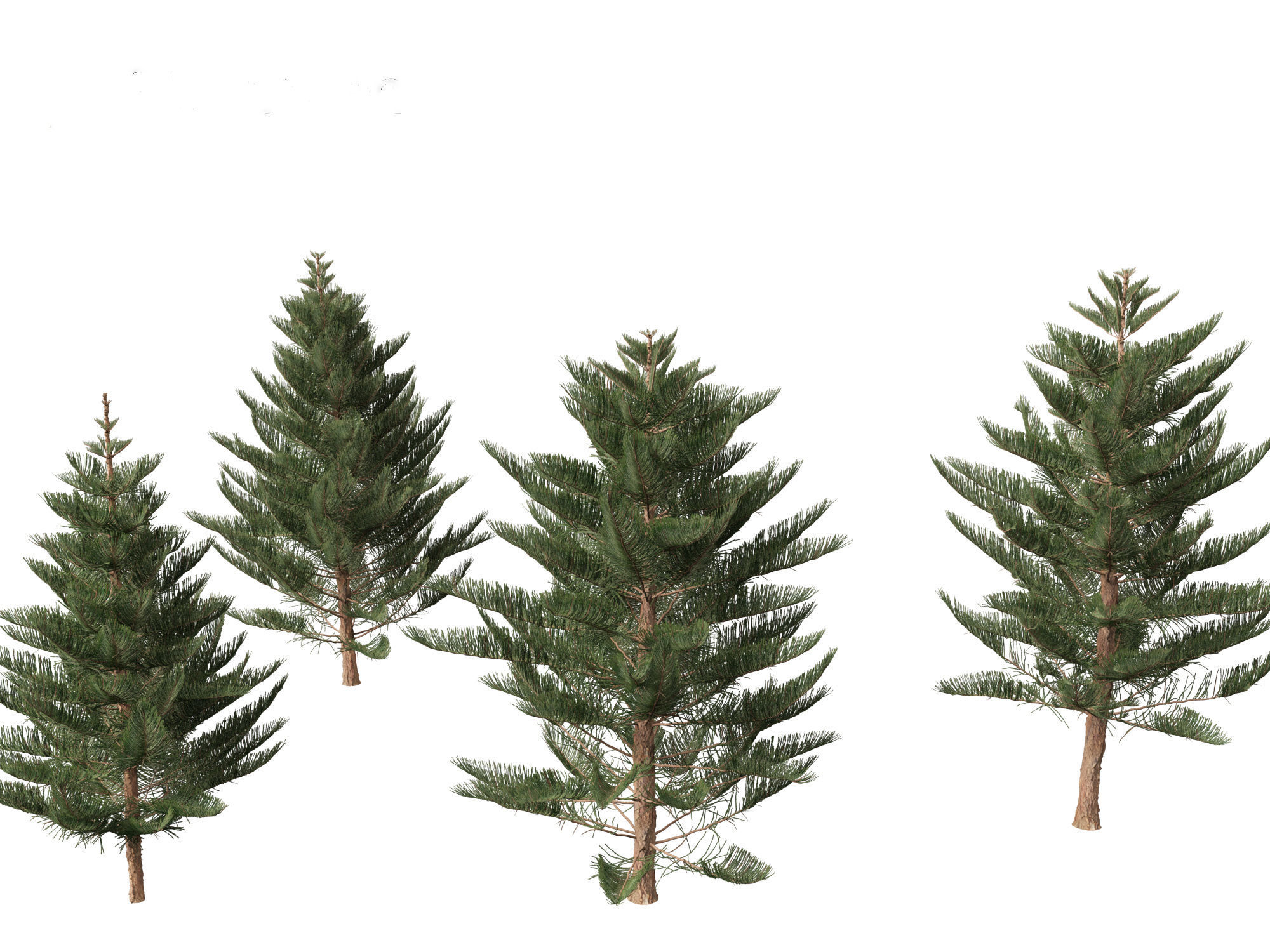 Araucaria heterophylla - Norfolk Island pine 03 3D model_7