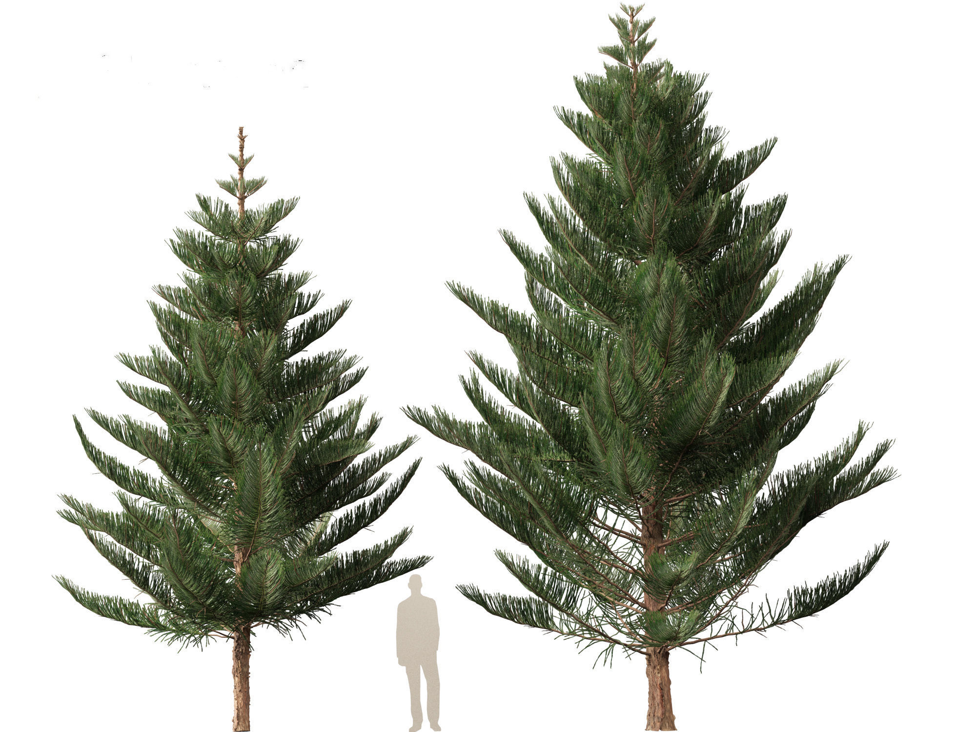 Araucaria heterophylla - Norfolk Island pine 03 3D model_8