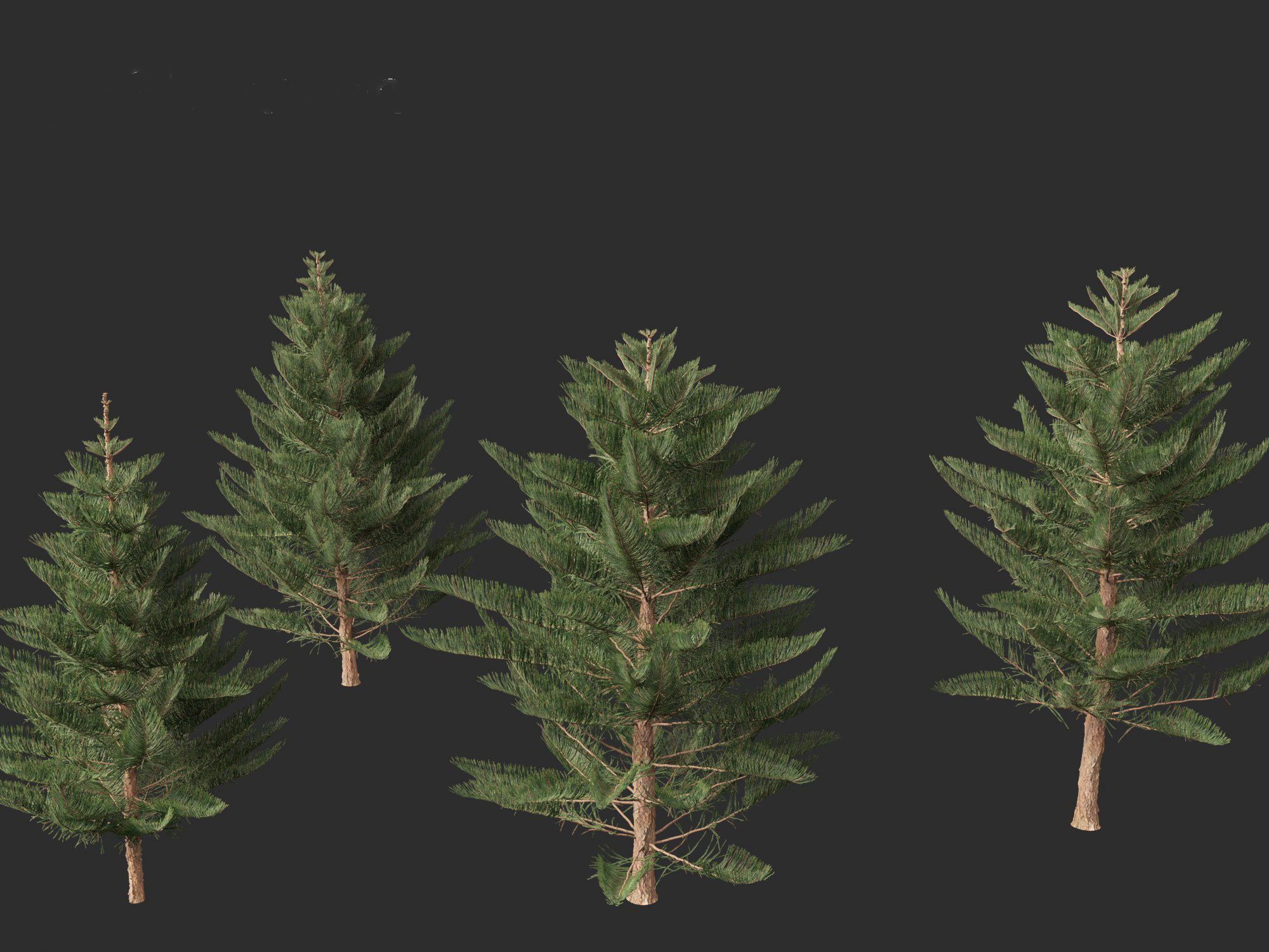 Araucaria heterophylla - Norfolk Island pine 03 3D model_6