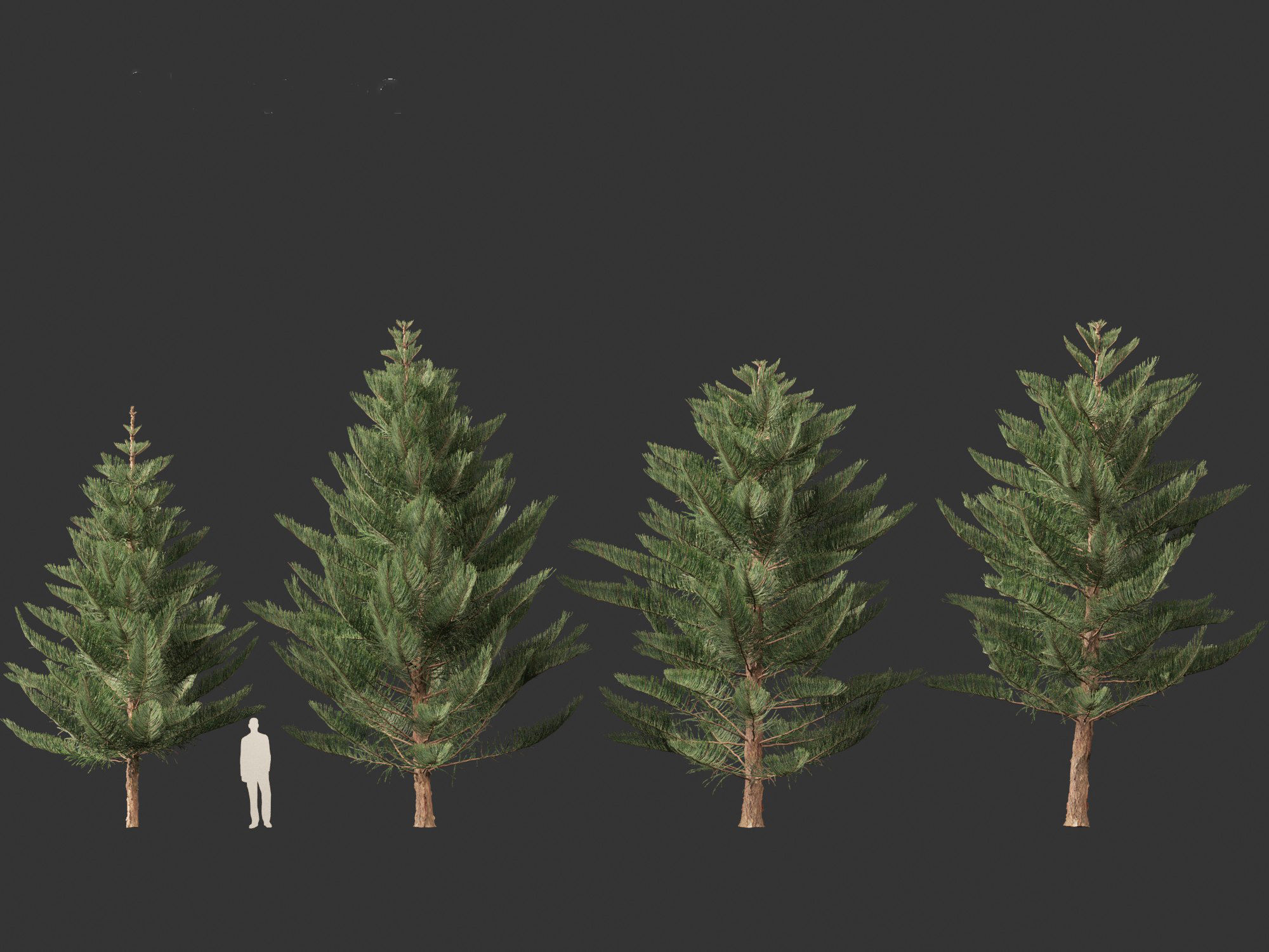 Araucaria heterophylla - Norfolk Island pine 03 3D model_1