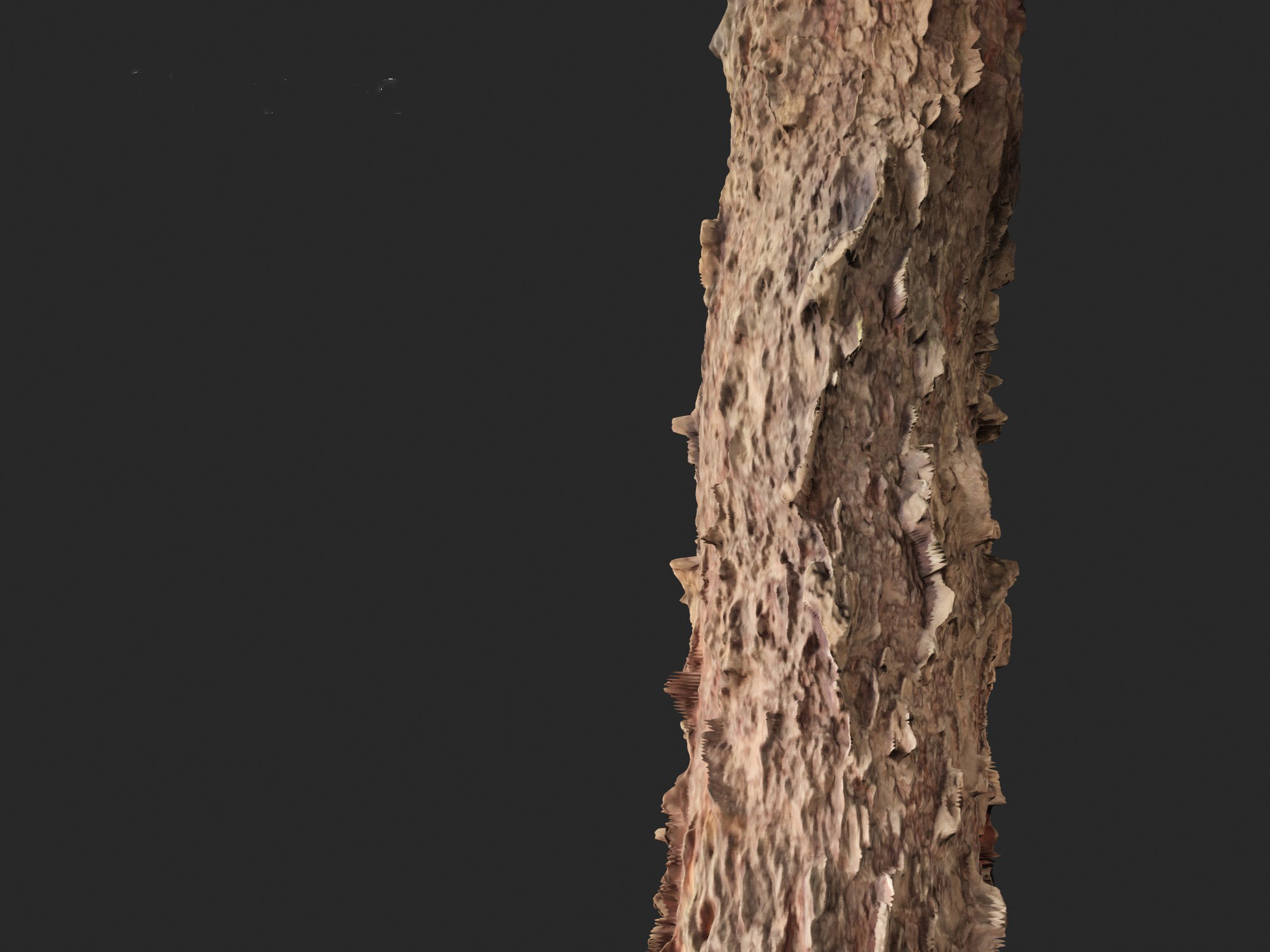 Araucaria heterophylla - Norfolk Island pine 03 3D model_4