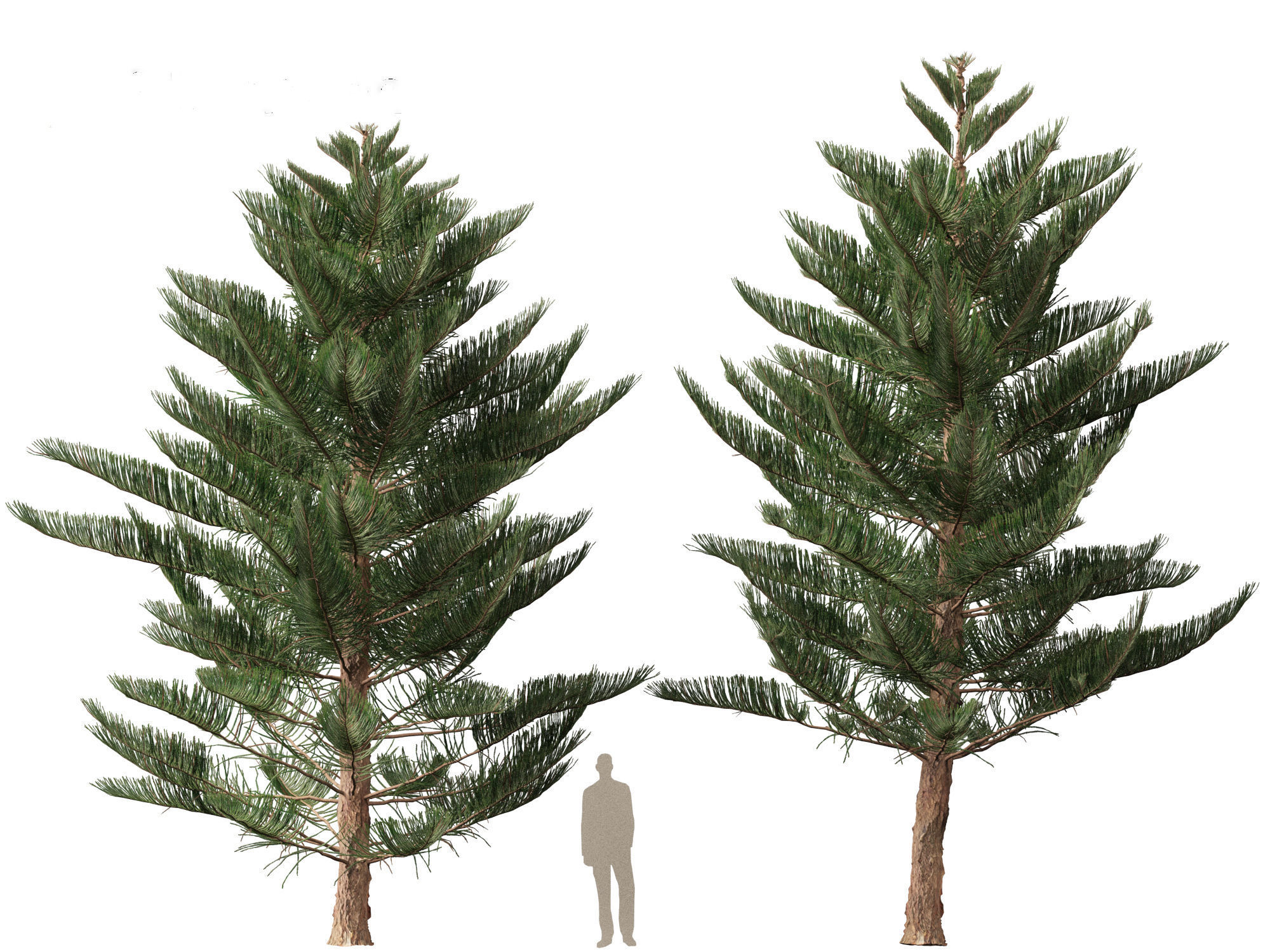 Araucaria heterophylla - Norfolk Island pine 03 3D model_5