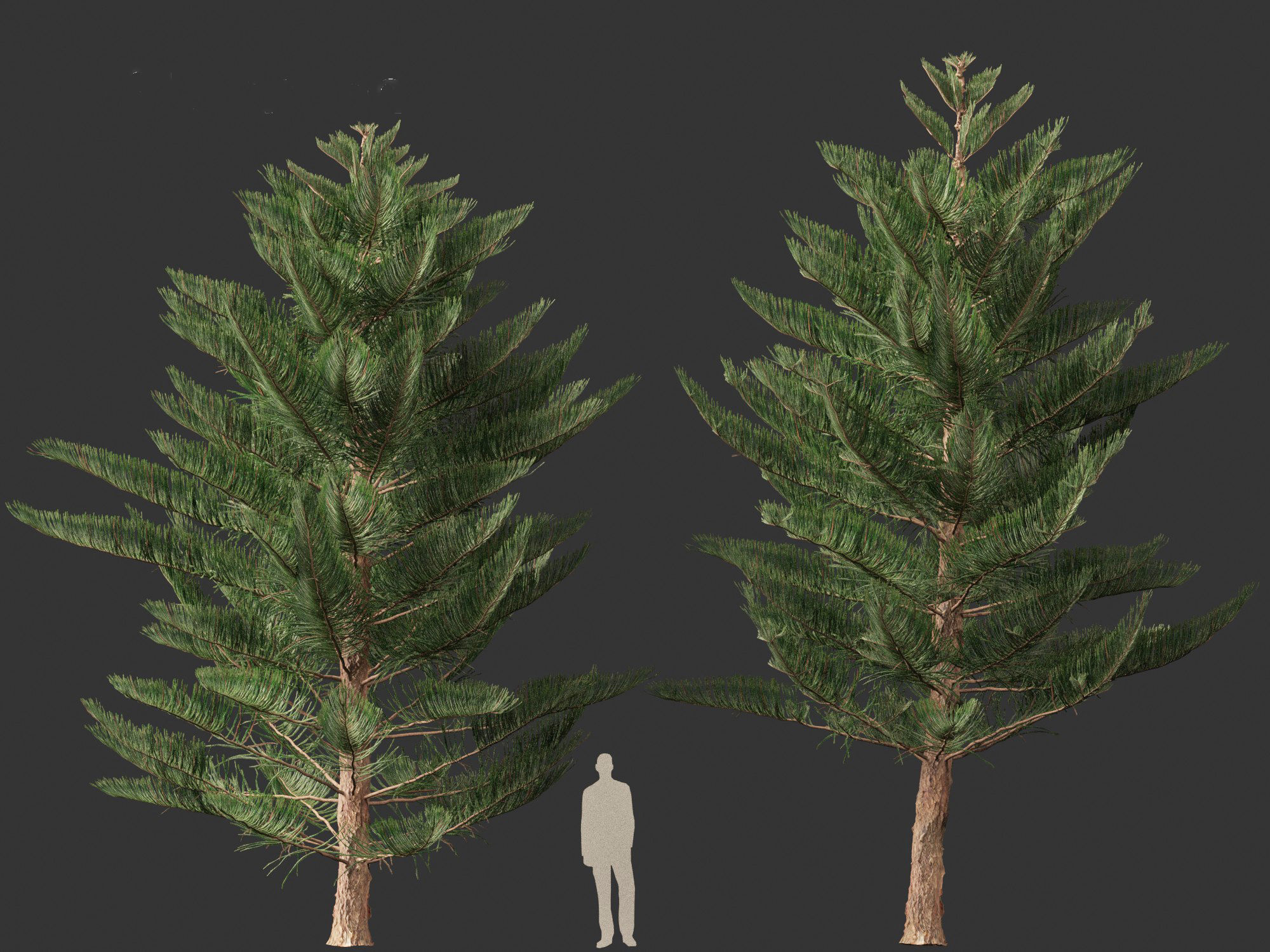Araucaria heterophylla - Norfolk Island pine 03 3D model_2