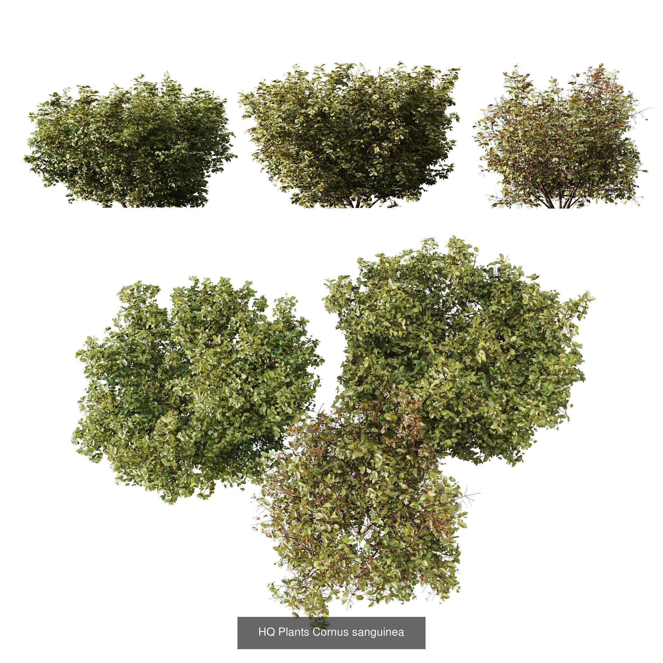  5 Different SETS of Bush SET VOL14 3D Model Collection_4