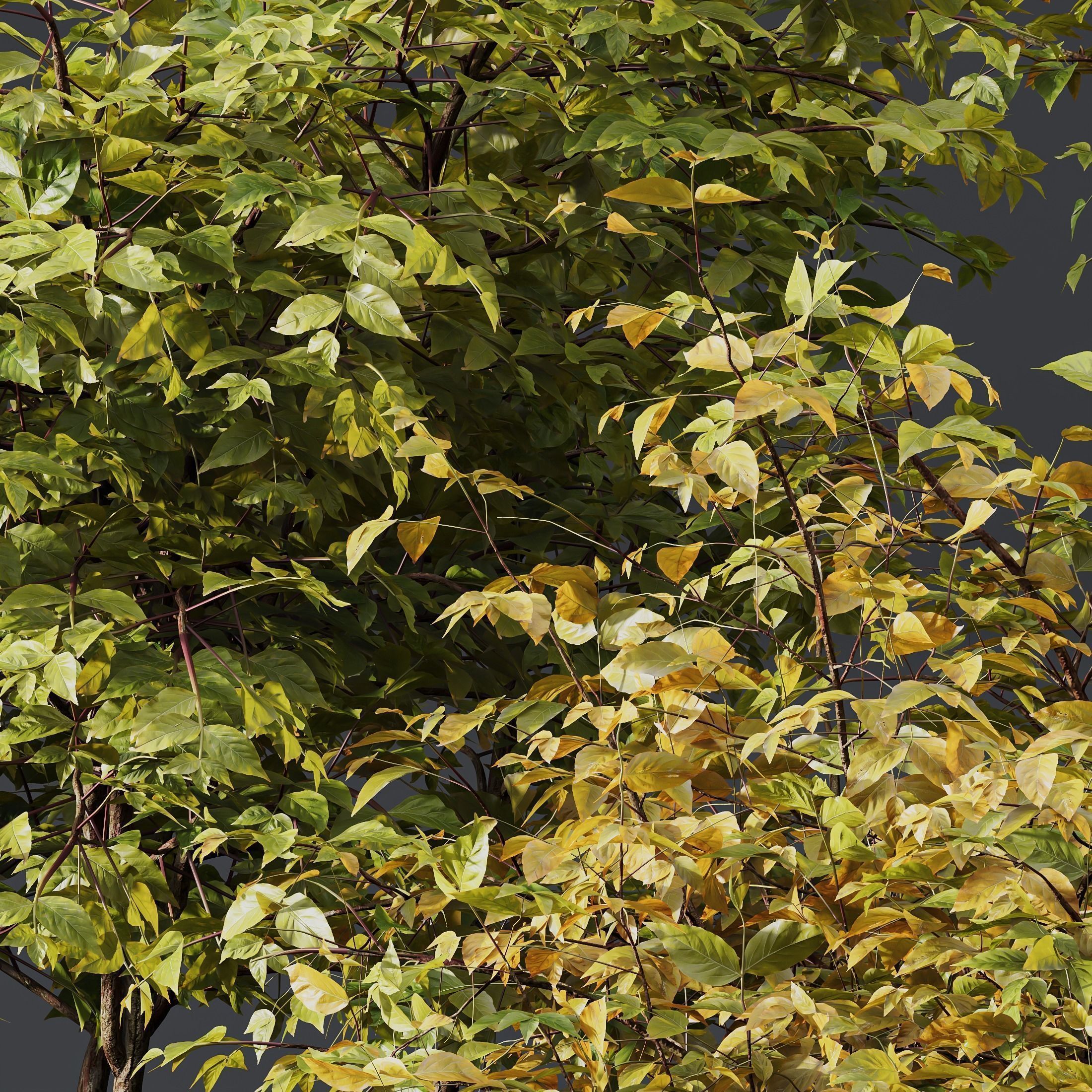  5 Different SETS of Bush SET VOL14 3D Model Collection_7