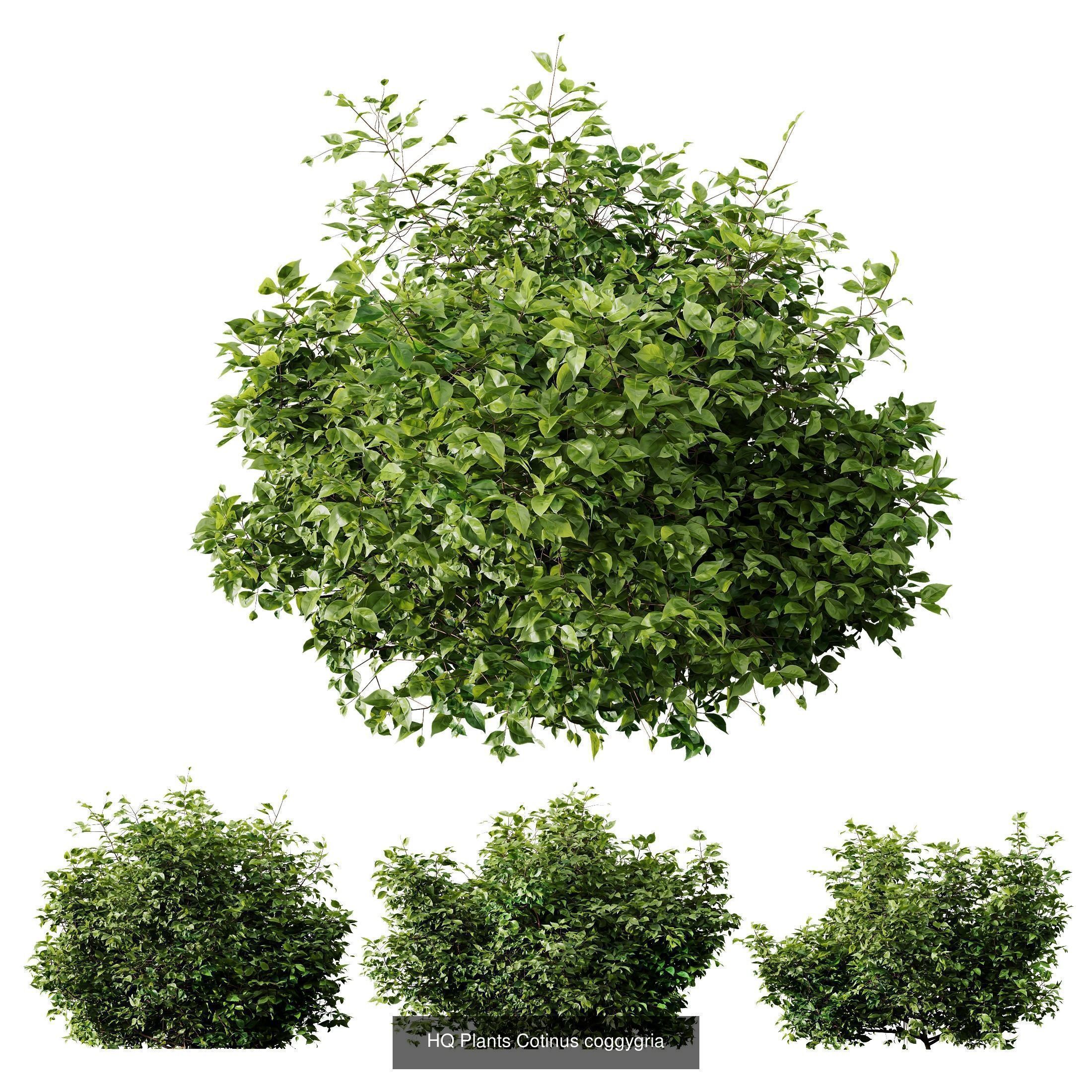  5 Different SETS of Bush SET VOL14 3D Model Collection_5