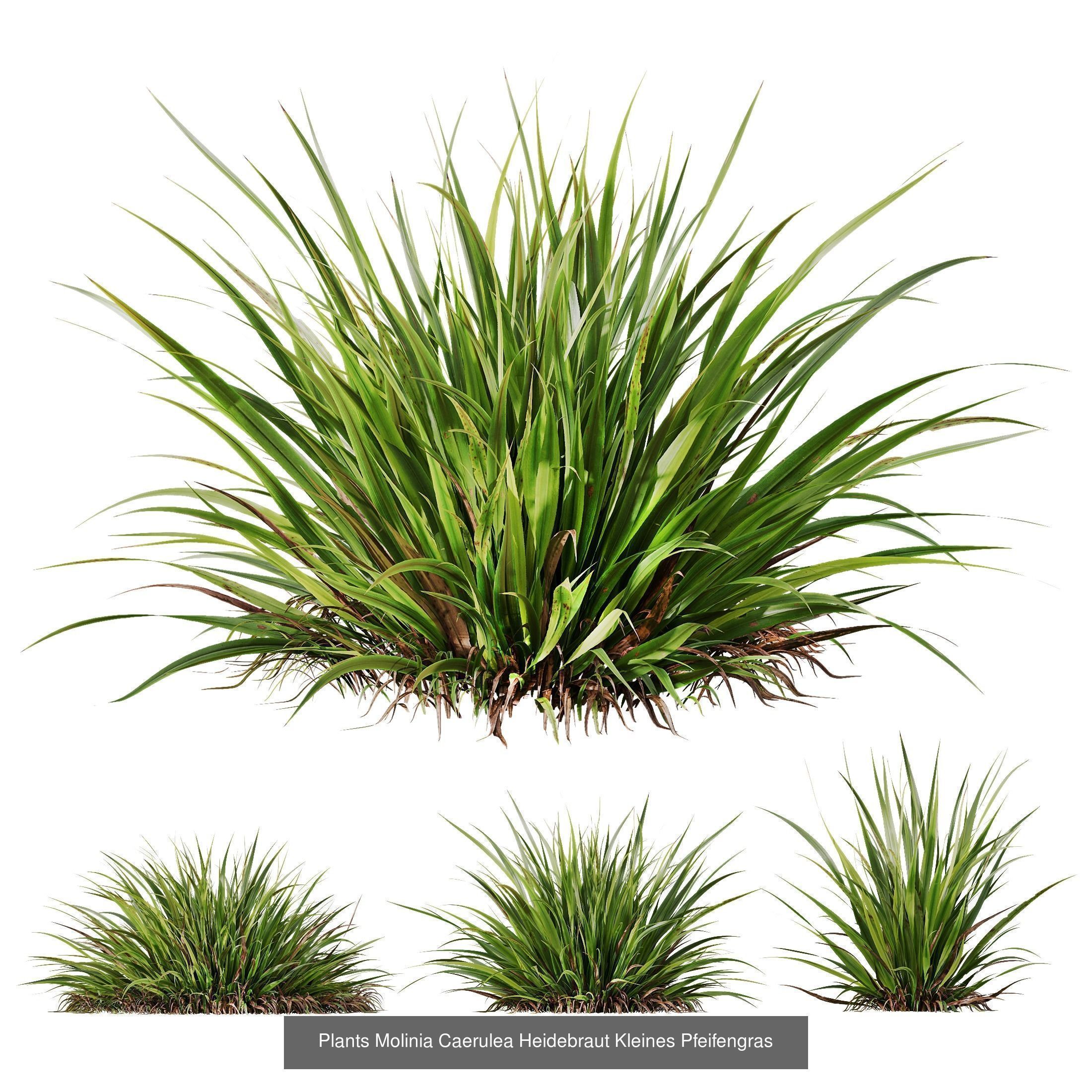 10 Different SETS of Grass SET VOL15 3D Model Collection_9