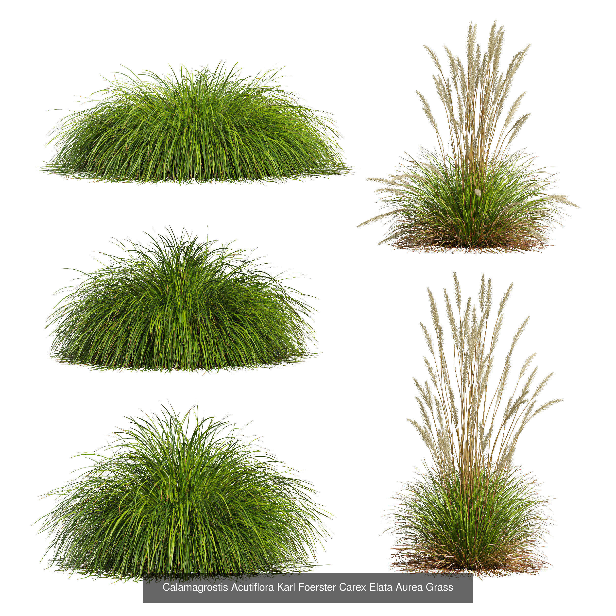 10 Different SETS of Grass SET VOL15 3D Model Collection_6