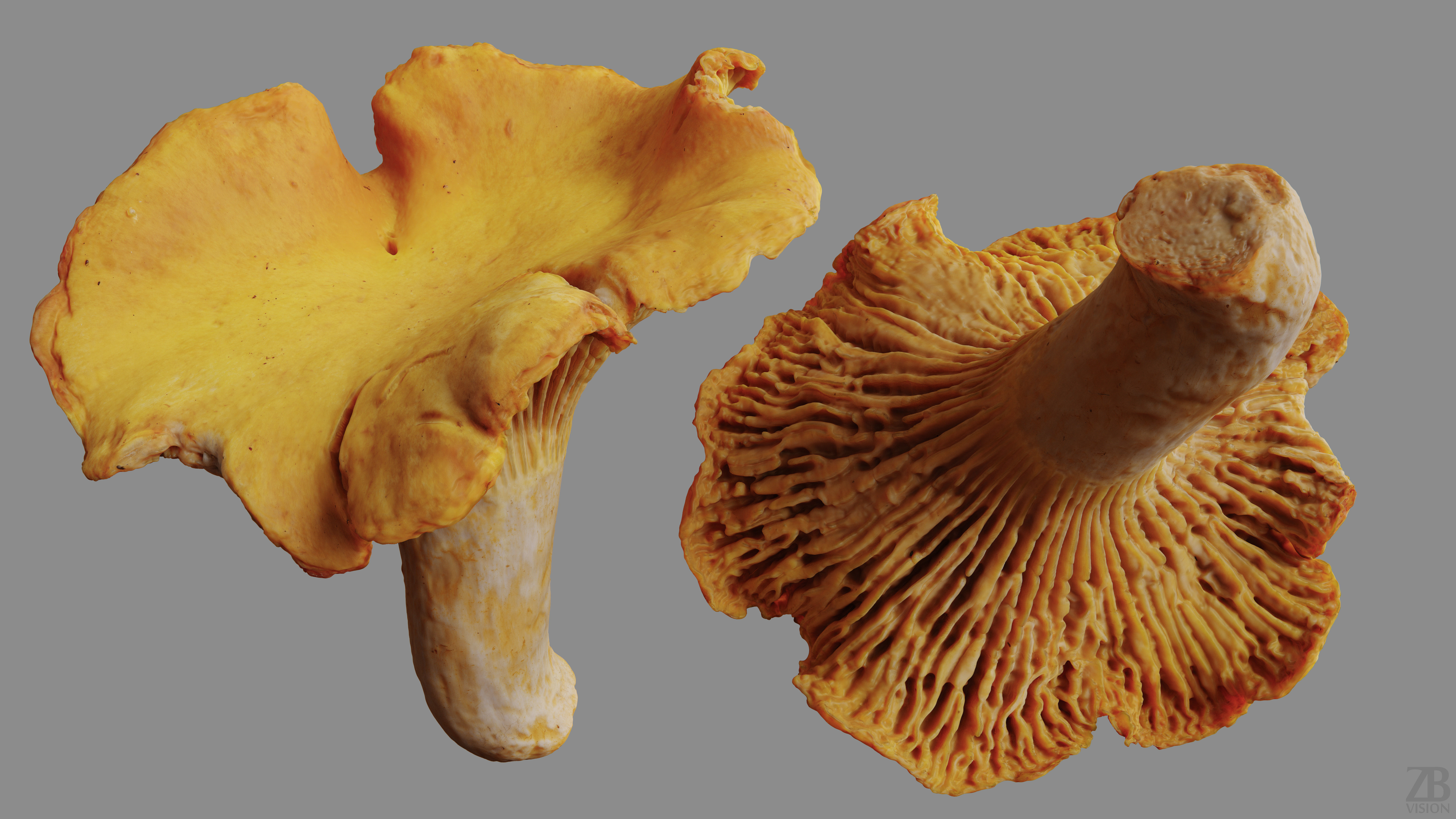 Mushroom 3D model_9