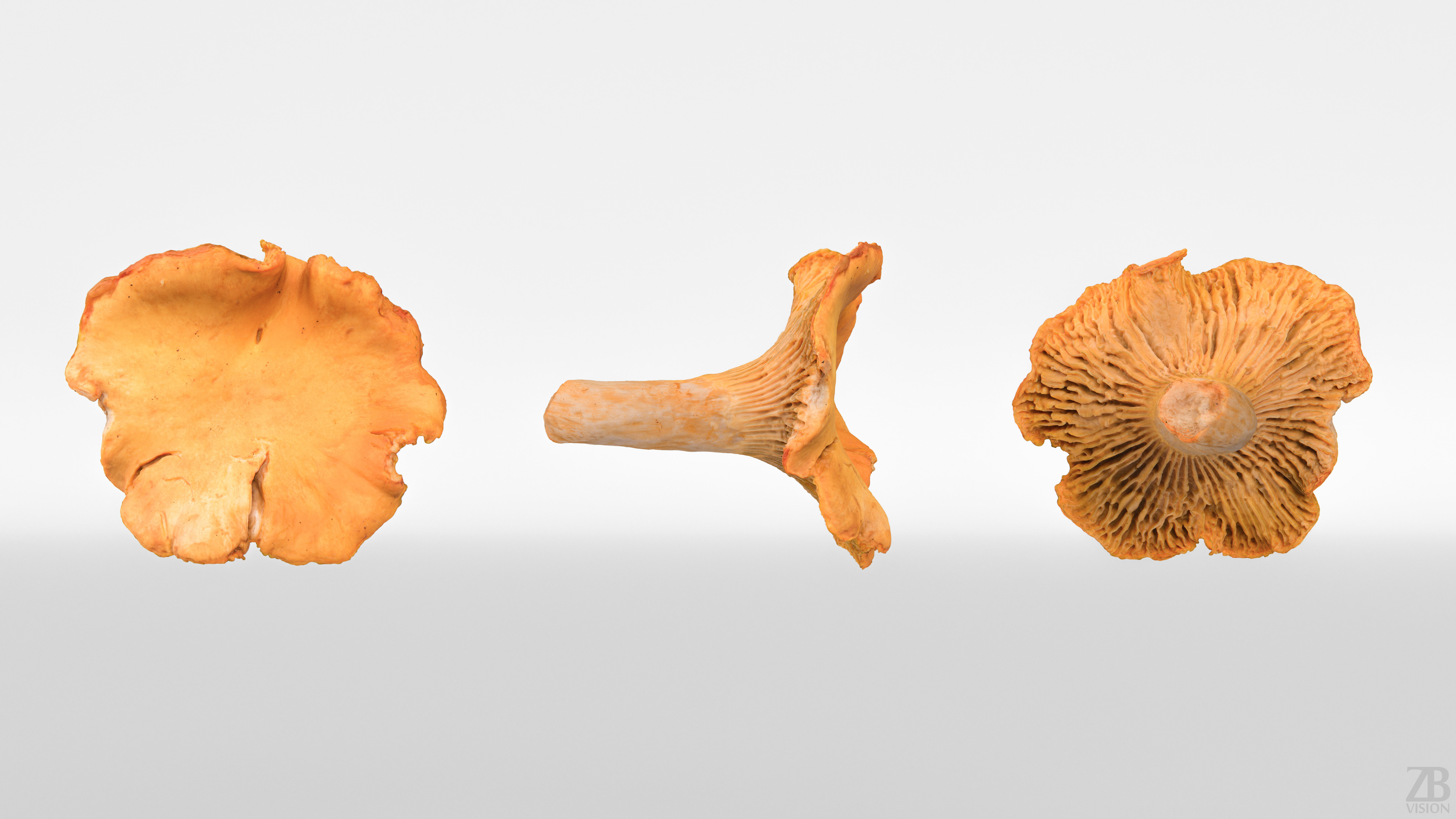 Mushroom 3D model_4
