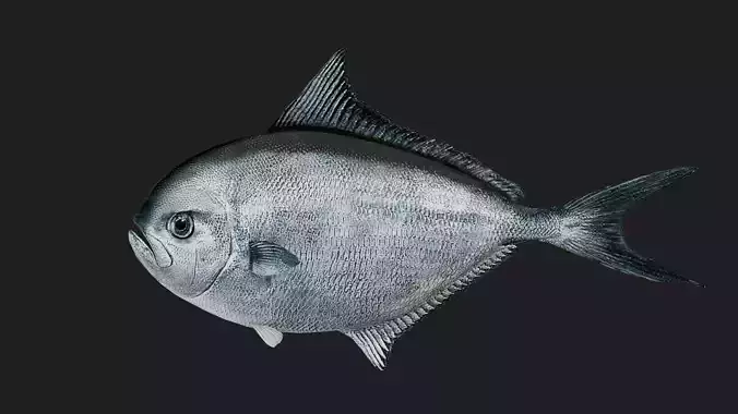 Pomfret Low-poly 3D model