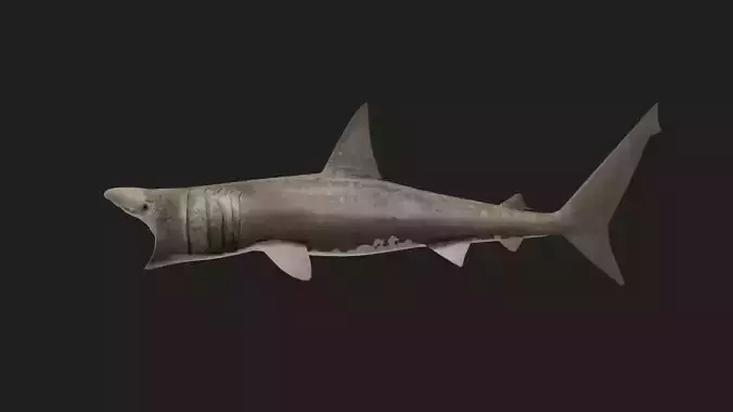 Shark Low-poly 3D model