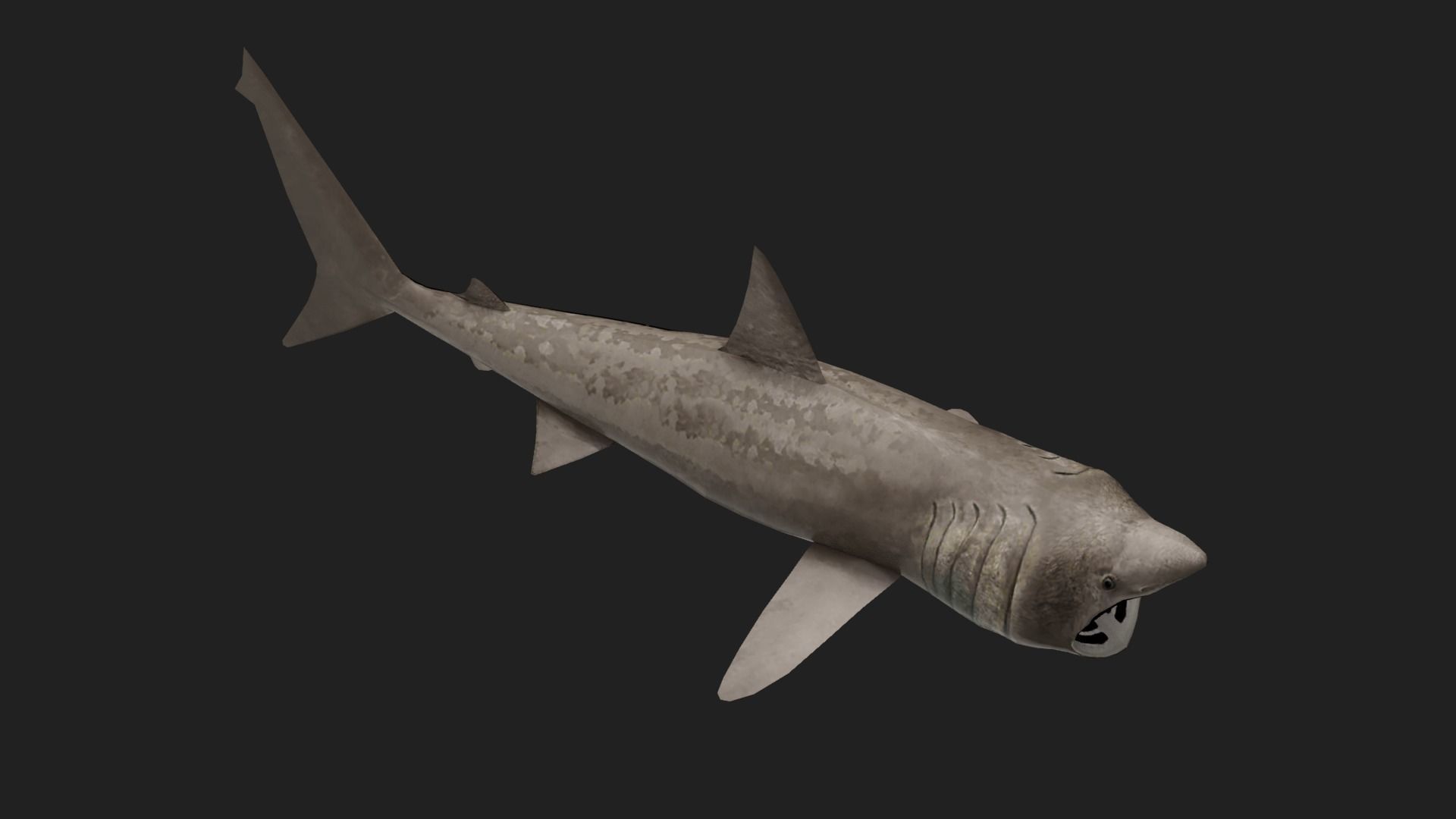 Shark Low-poly 3D model_2