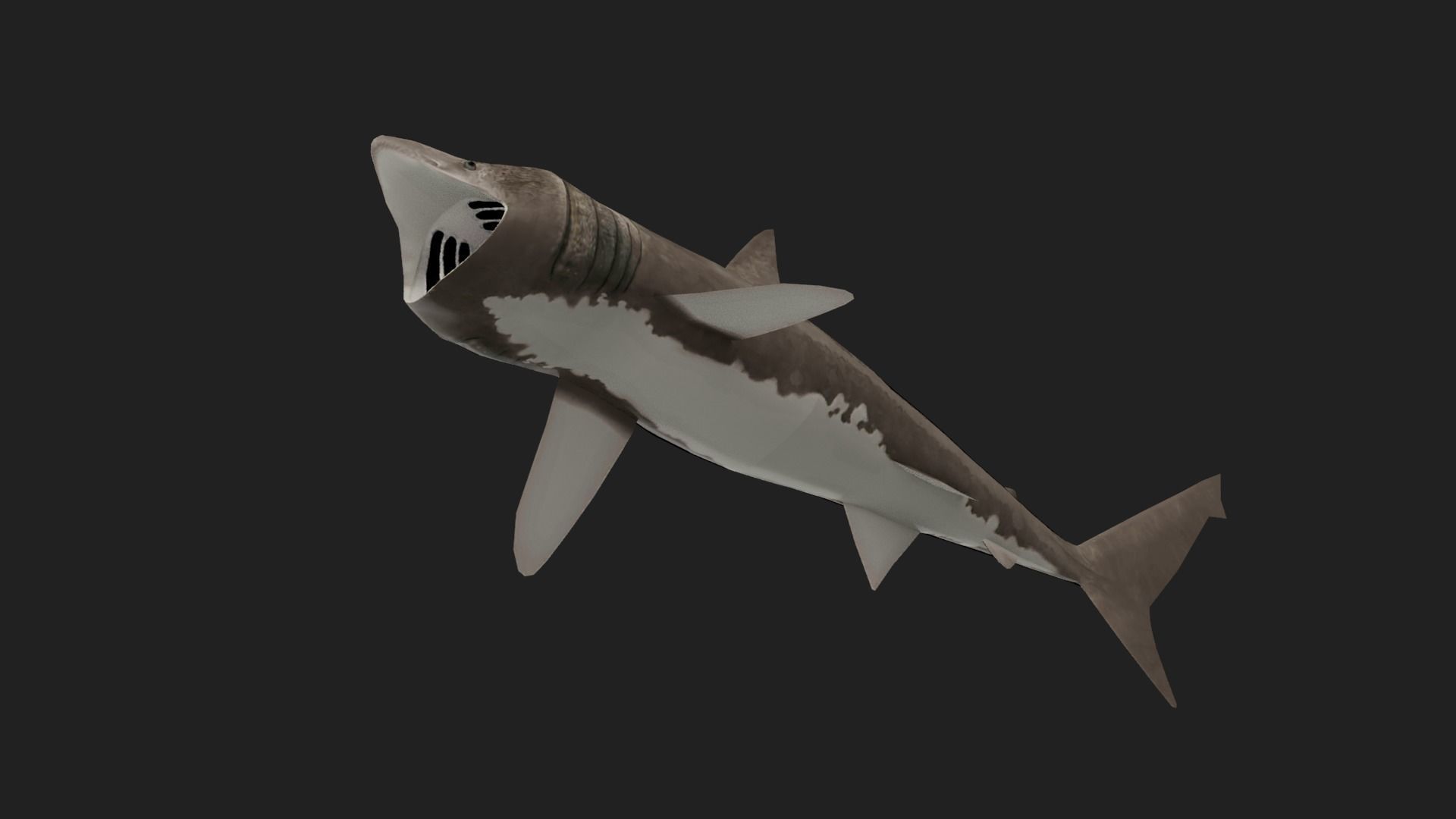 Shark Low-poly 3D model_4
