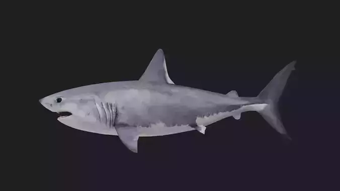 Shark