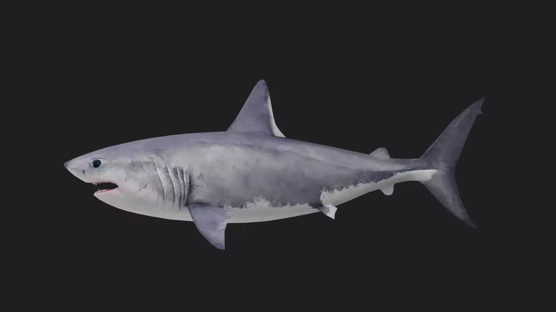 Shark Low-poly 3D model_0