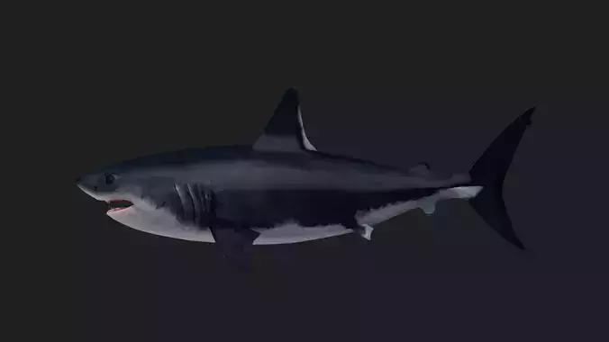 Shark