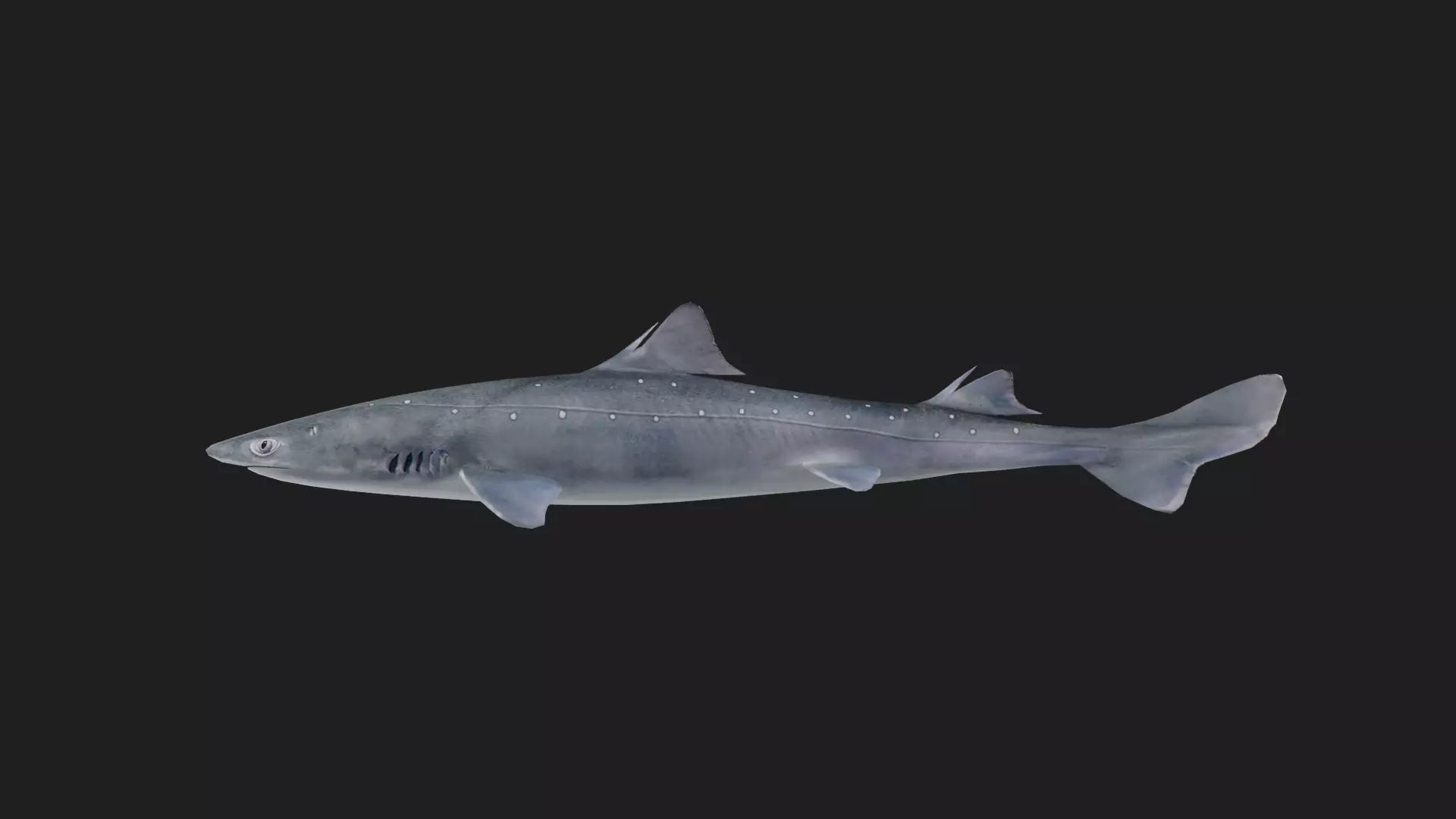 Shark Low-poly 3D model_0