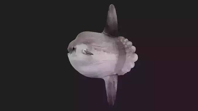 Sunfish