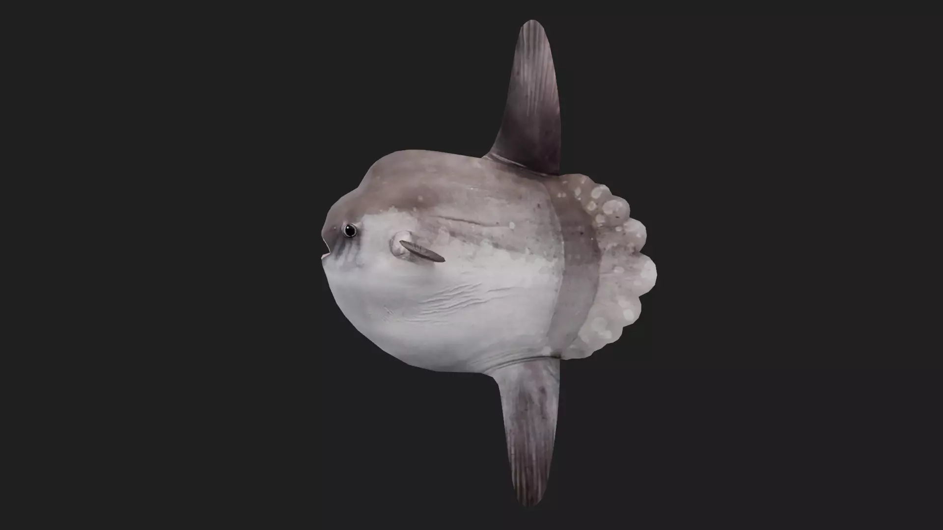 Sunfish Low-poly 3D model
