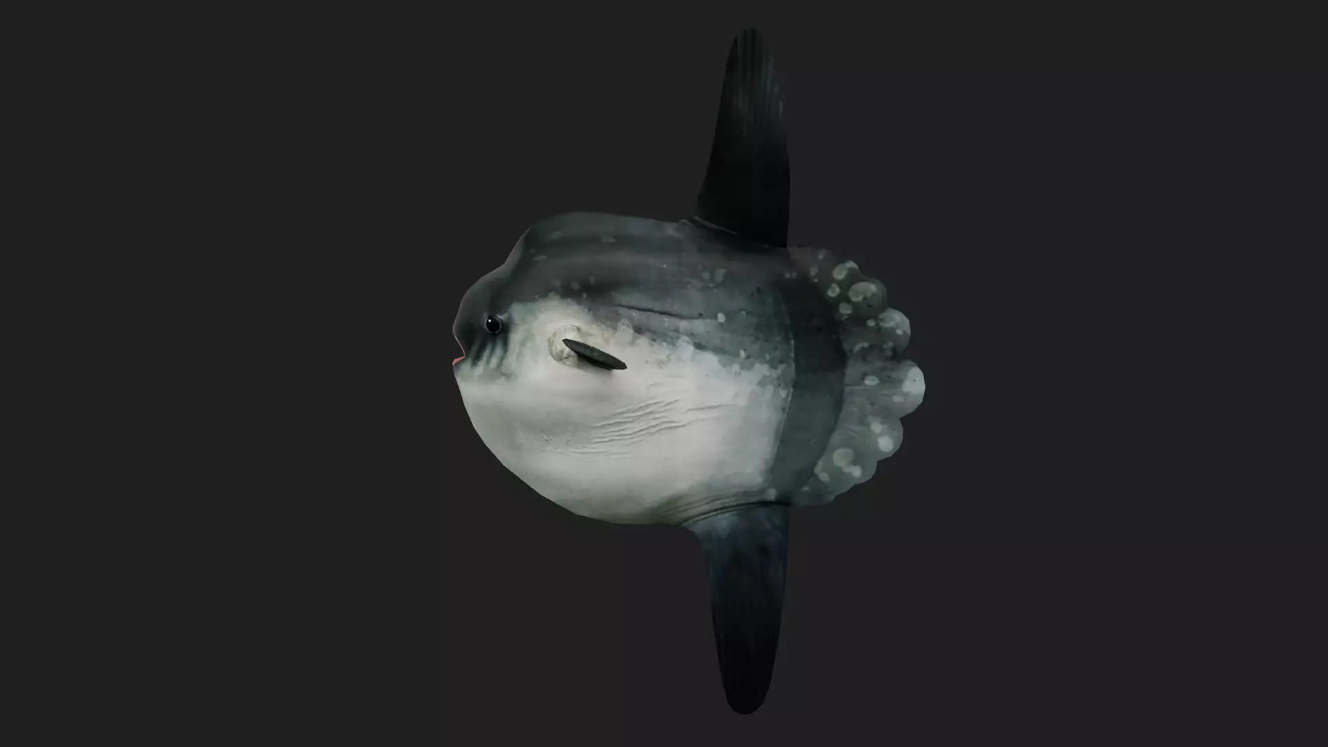 Sunfish Low-poly 3D model