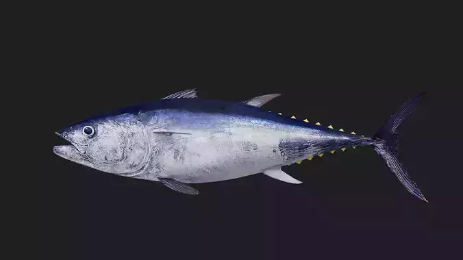 Tuna fish Low-poly 3D model