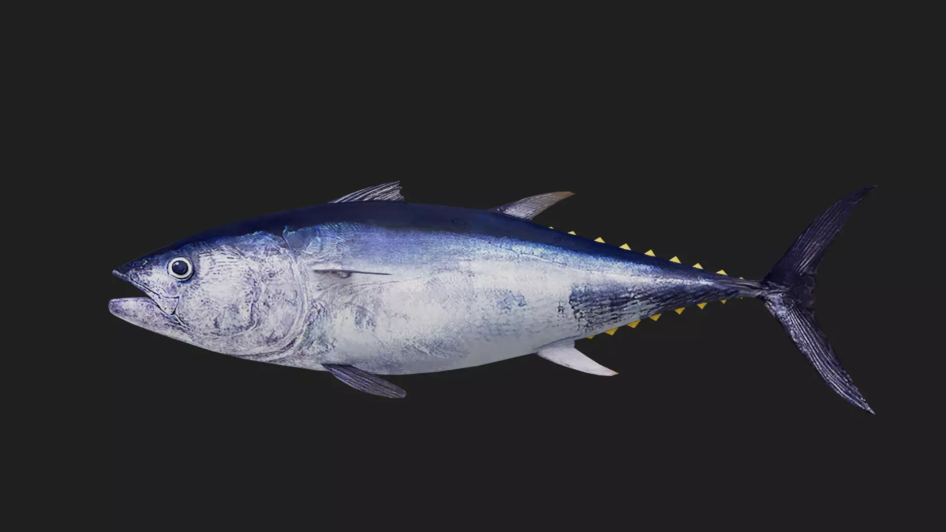 Tuna fish Low-poly 3D model_0