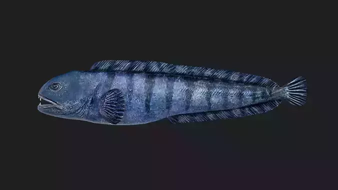 Wolffish