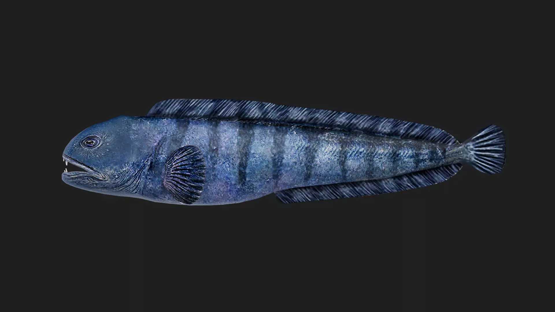 Wolffish Low-poly 3D model_0