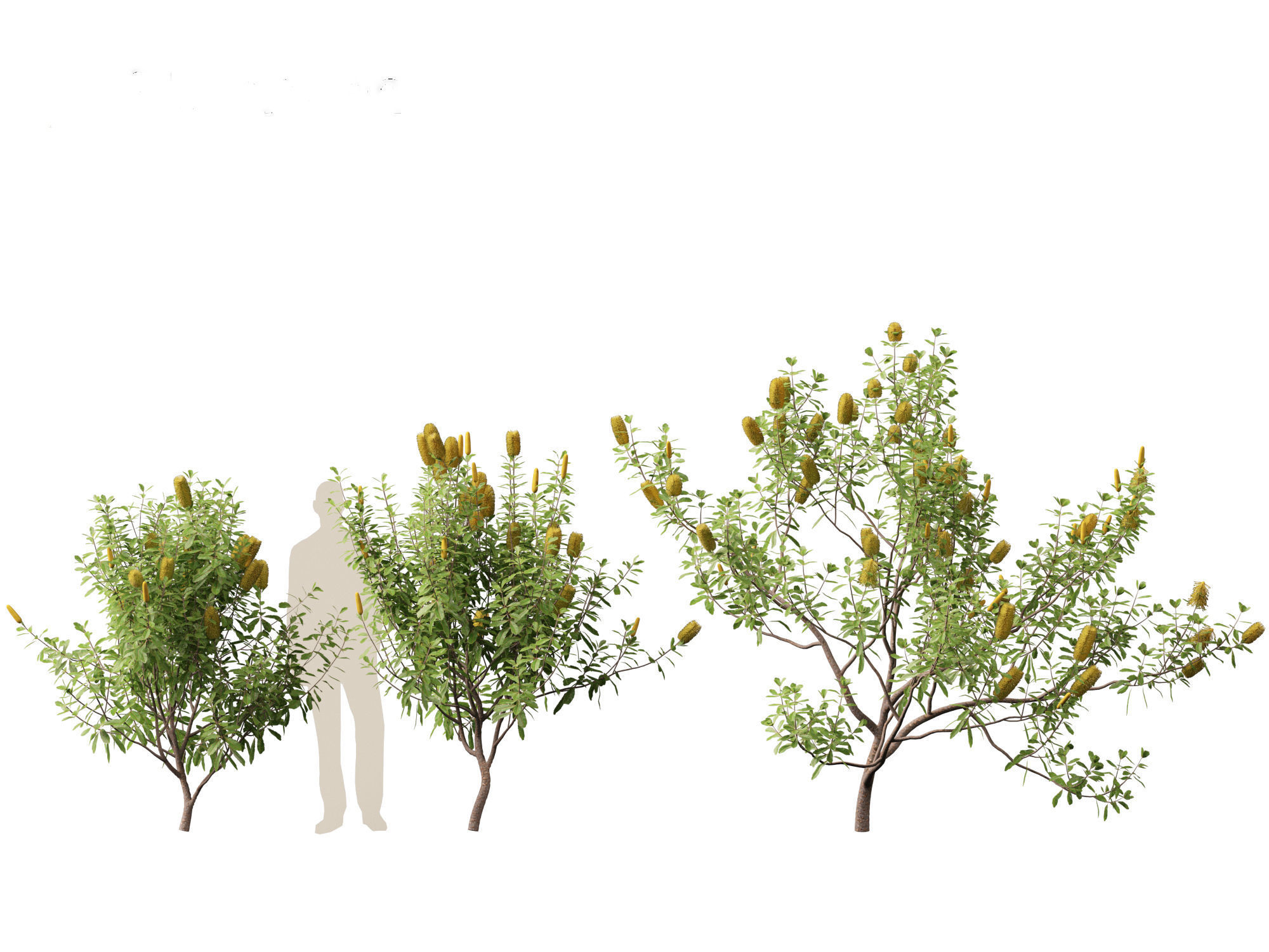 Banksia Integrifolia - Coast banksia 3D model_4