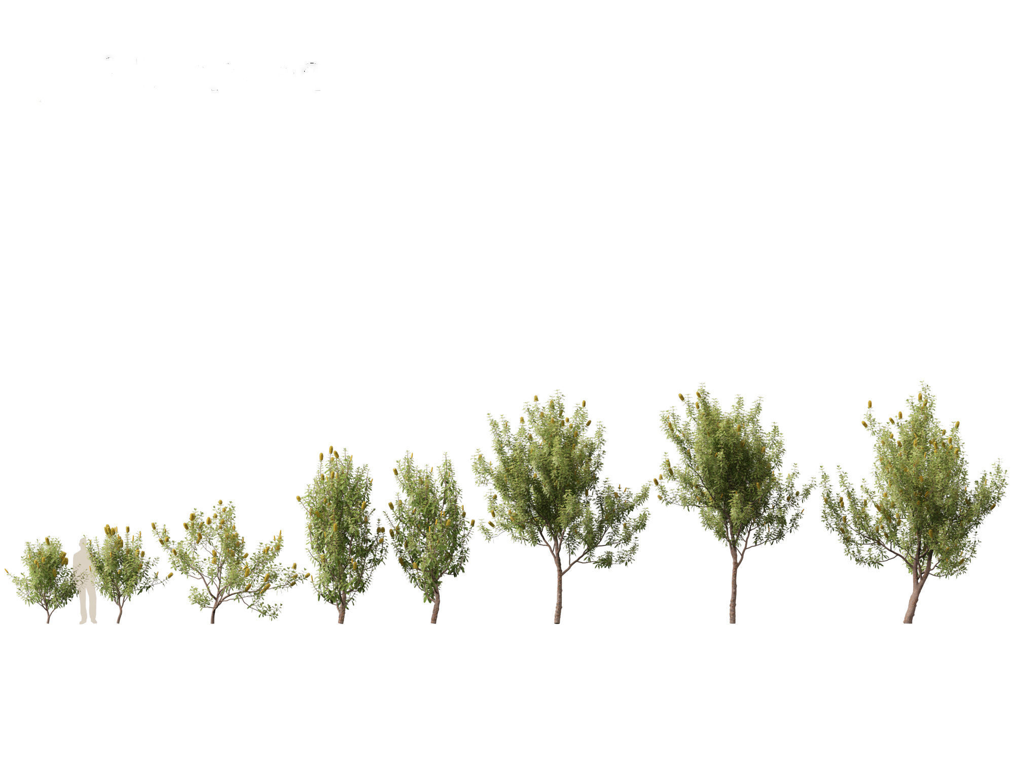 Banksia Integrifolia - Coast banksia 3D model_2