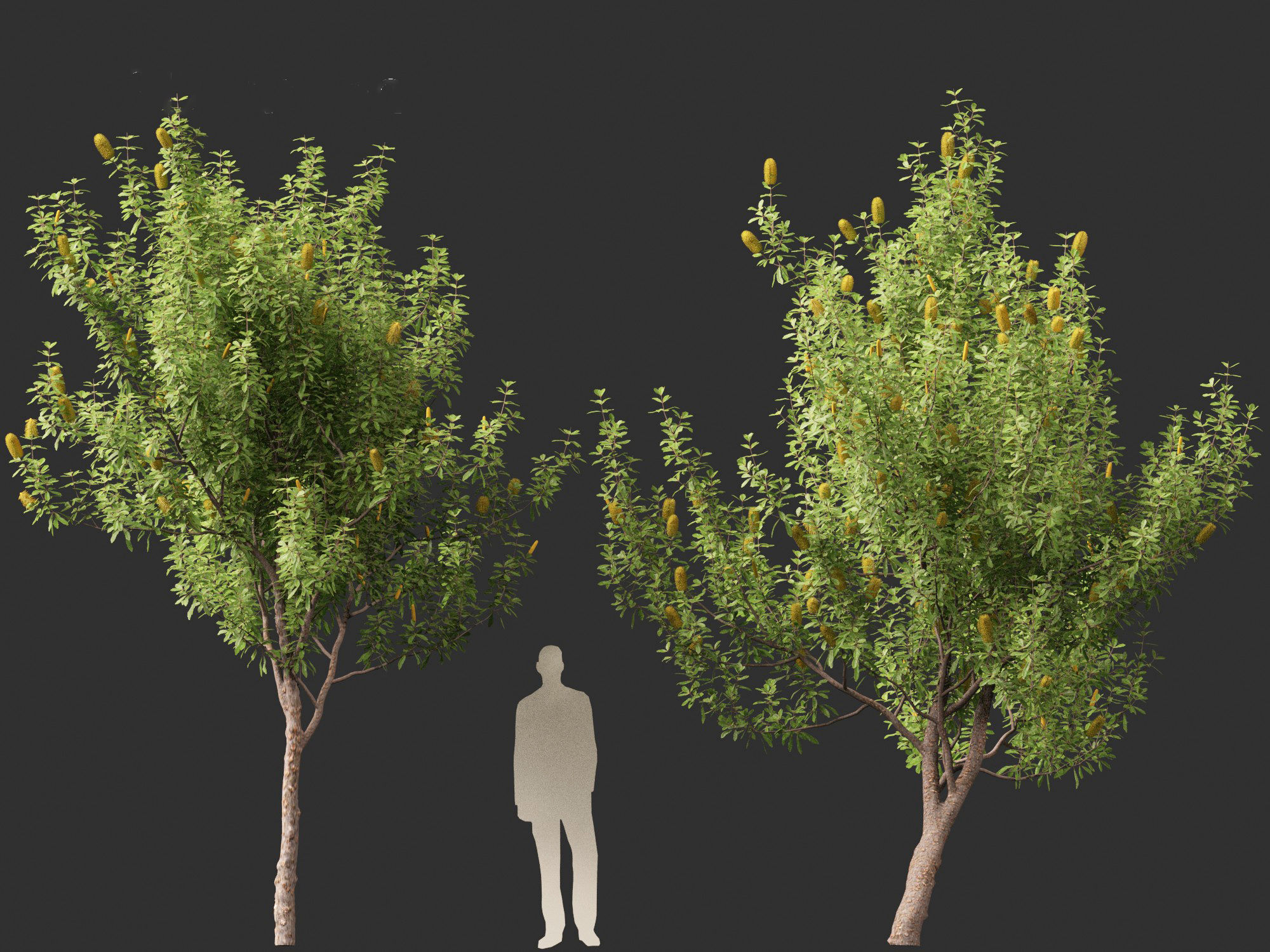 Banksia Integrifolia - Coast banksia 3D model_9