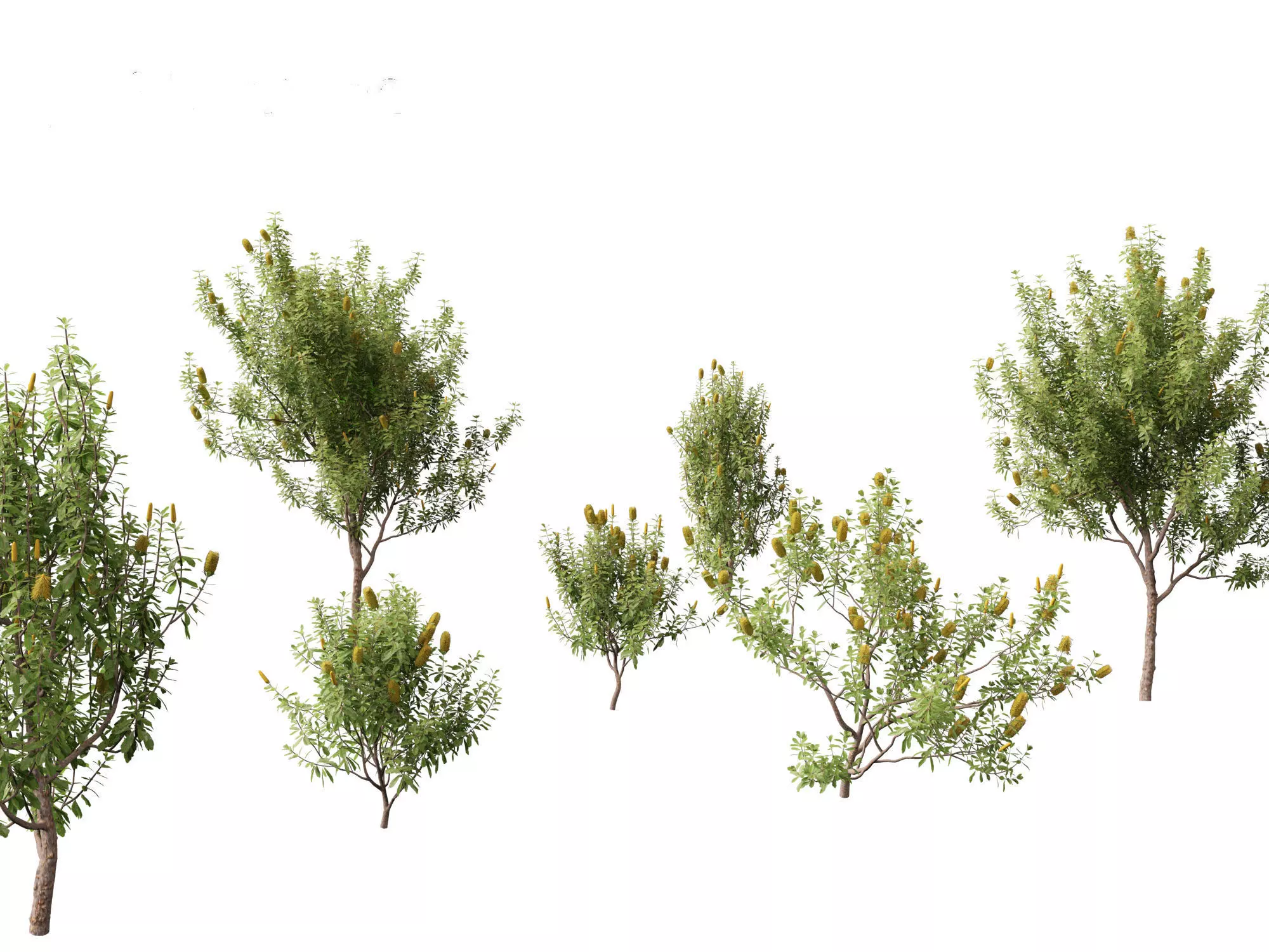 Banksia Integrifolia - Coast banksia 3D model_0