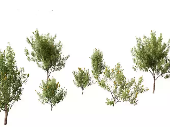 Banksia Integrifolia - Coast banksia