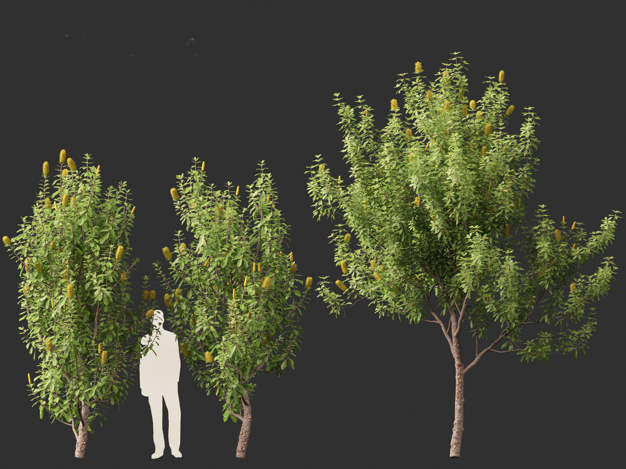 Banksia Integrifolia - Coast banksia 3D model_7