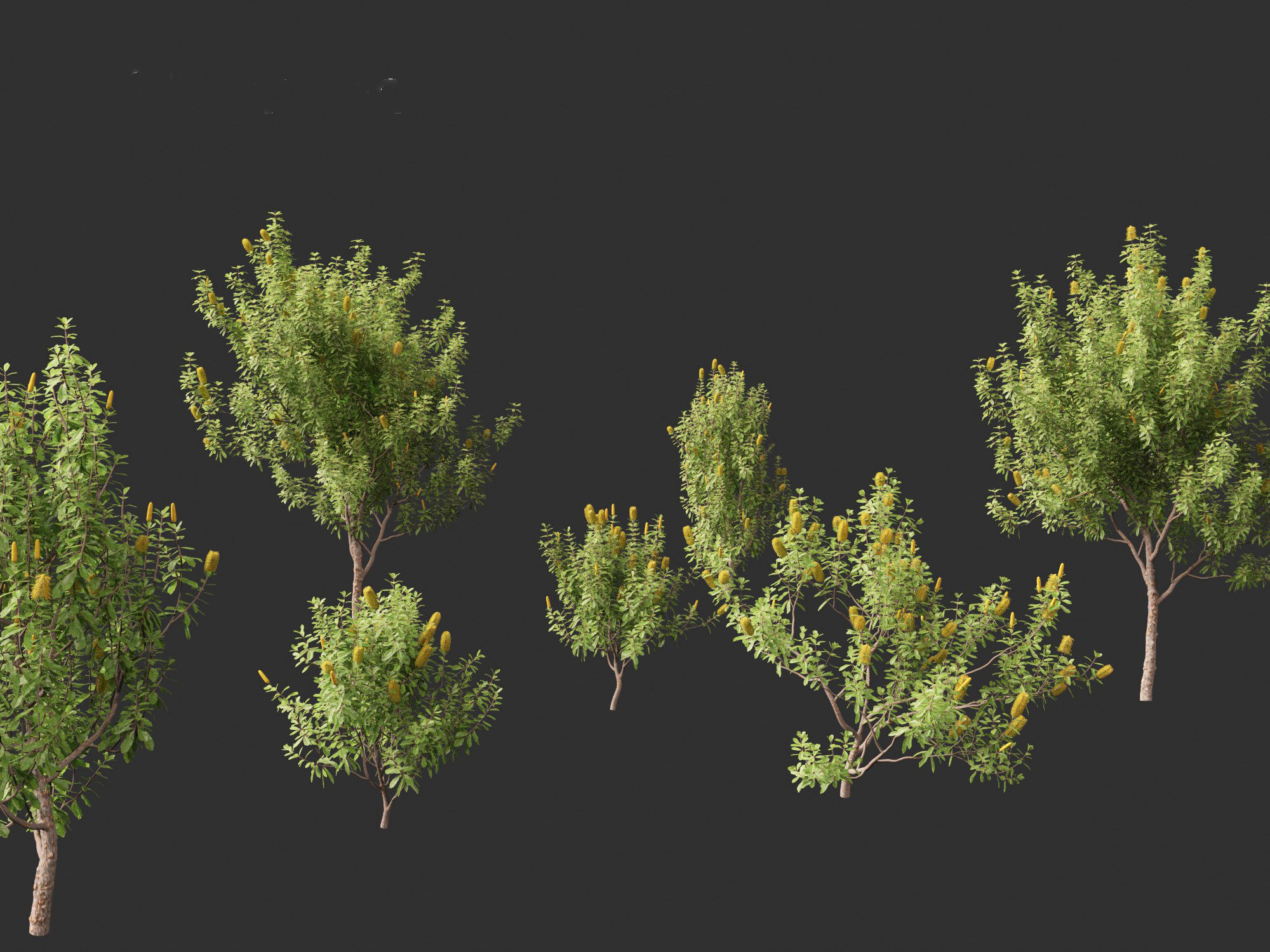Banksia Integrifolia - Coast banksia 3D model_1