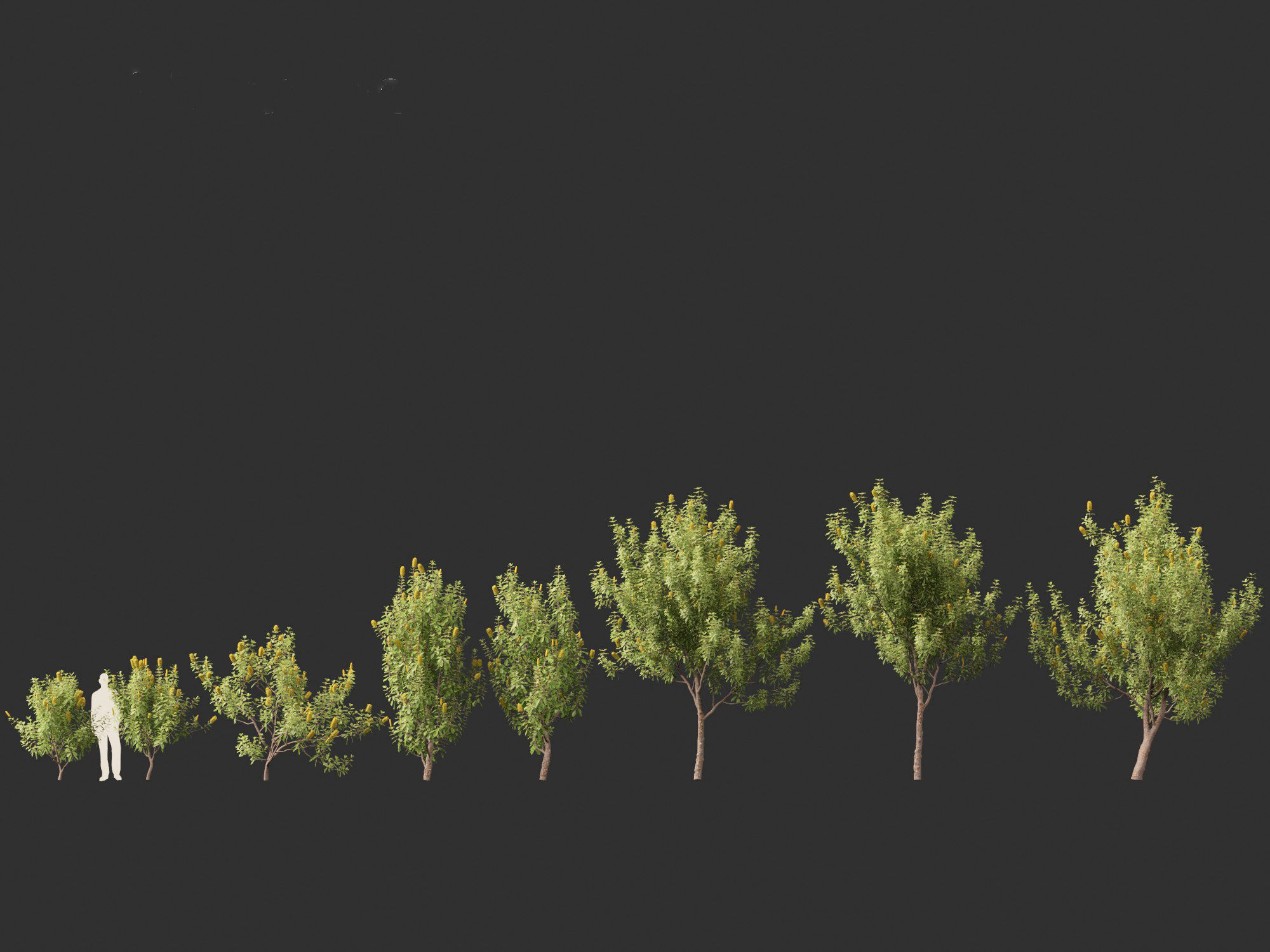 Banksia Integrifolia - Coast banksia 3D model_3