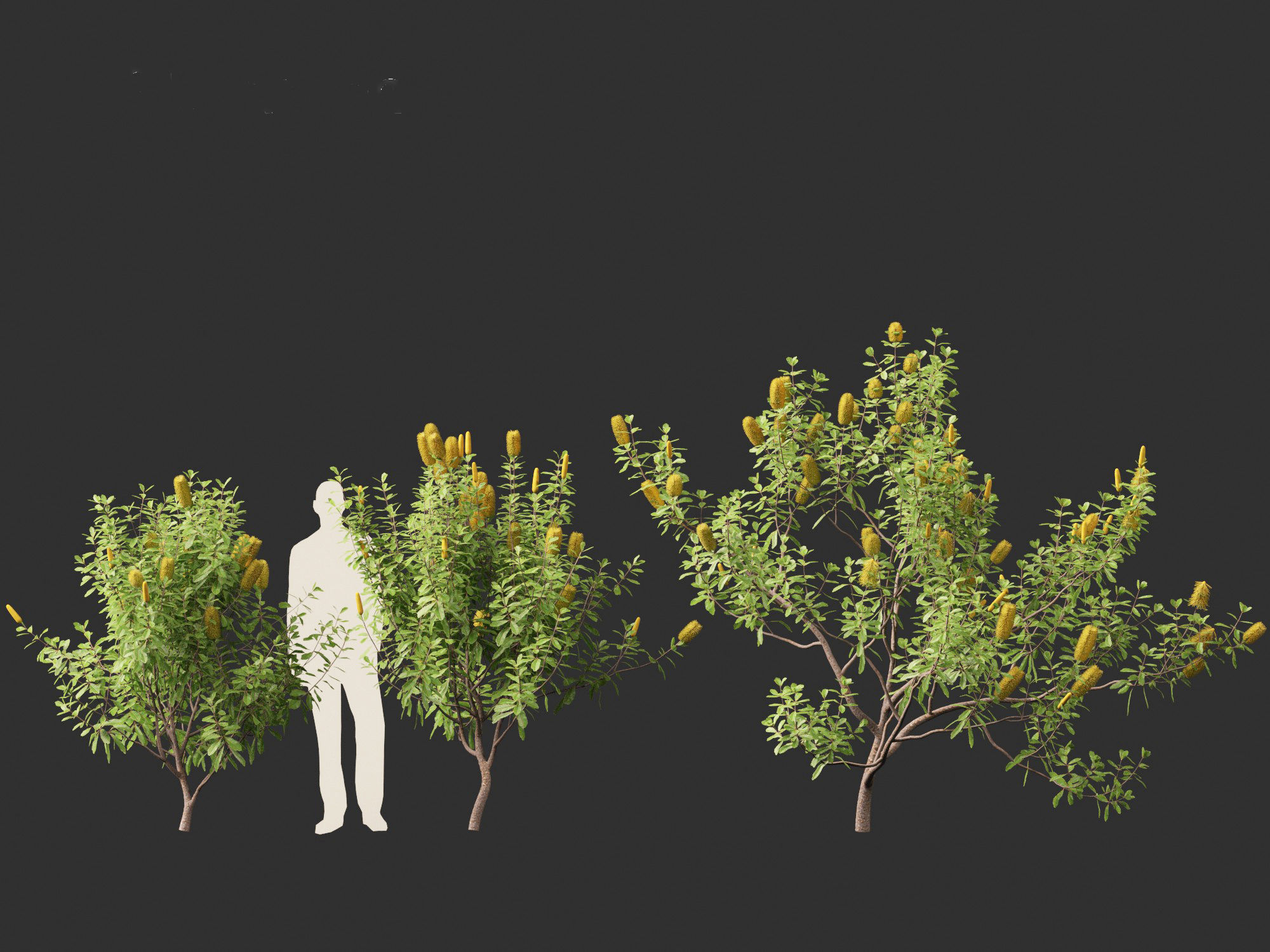 Banksia Integrifolia - Coast banksia 3D model_5