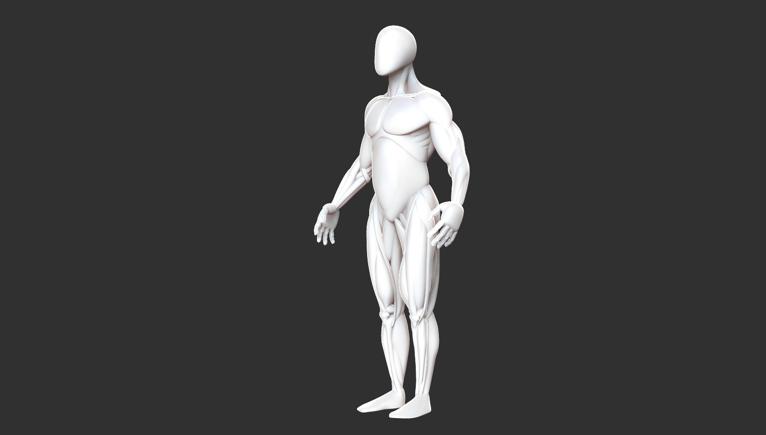 Male Anatomy Model Free 3D model_2