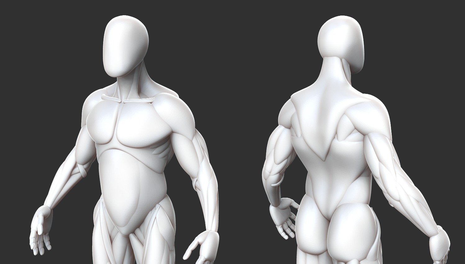 Male Anatomy Model Free 3D model_4