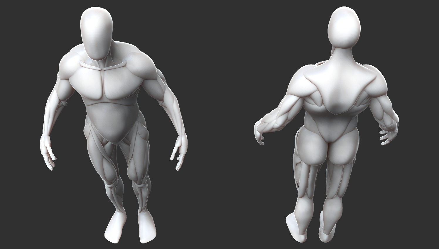 Male Anatomy Model Free 3D model_5