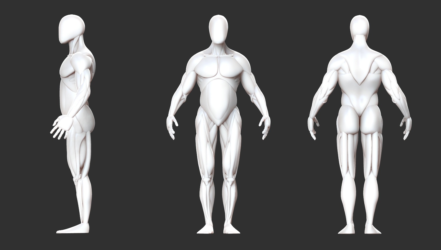 Male Anatomy Model Free 3D model_3