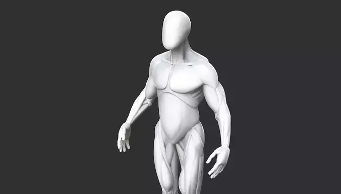 Male Anatomy Model
