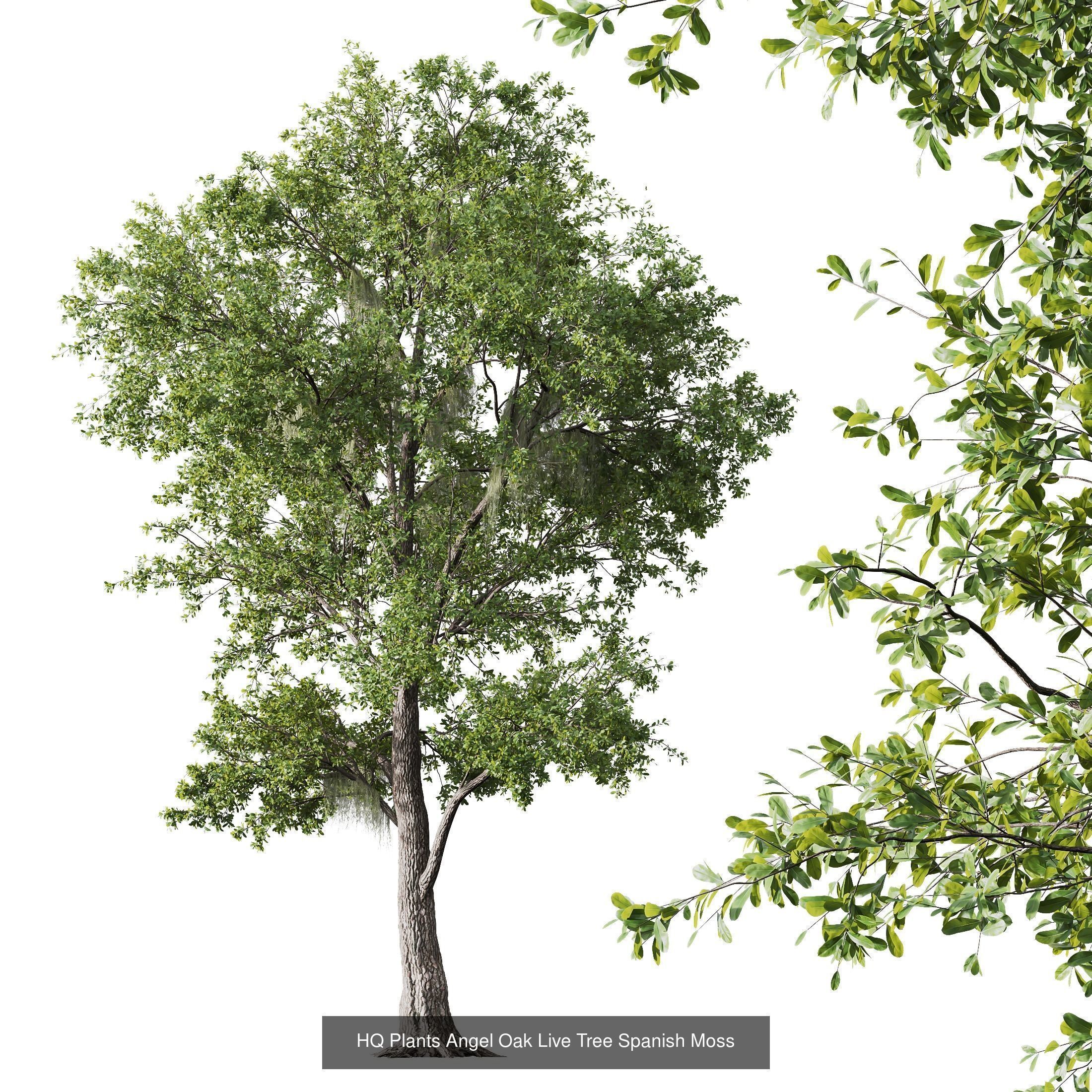 6 Different SETS of Tree SET VOL16 3D Model Collection_2
