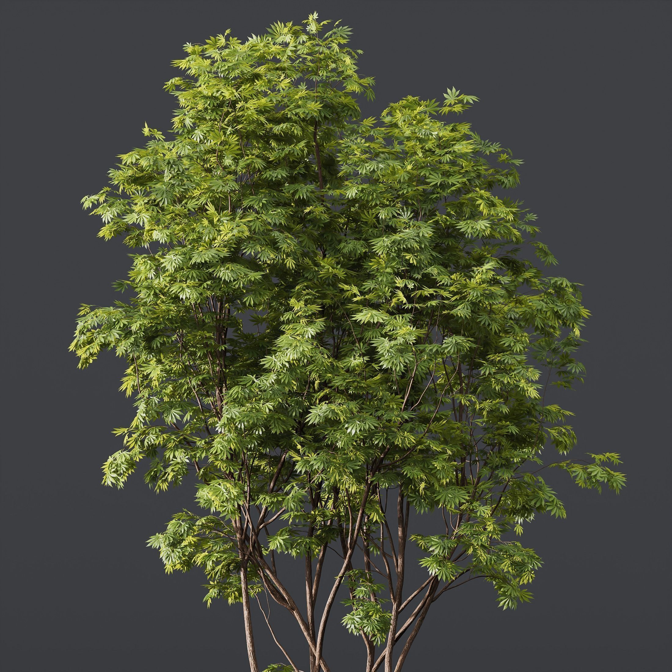 6 Different SETS of Tree SET VOL16 3D Model Collection_8