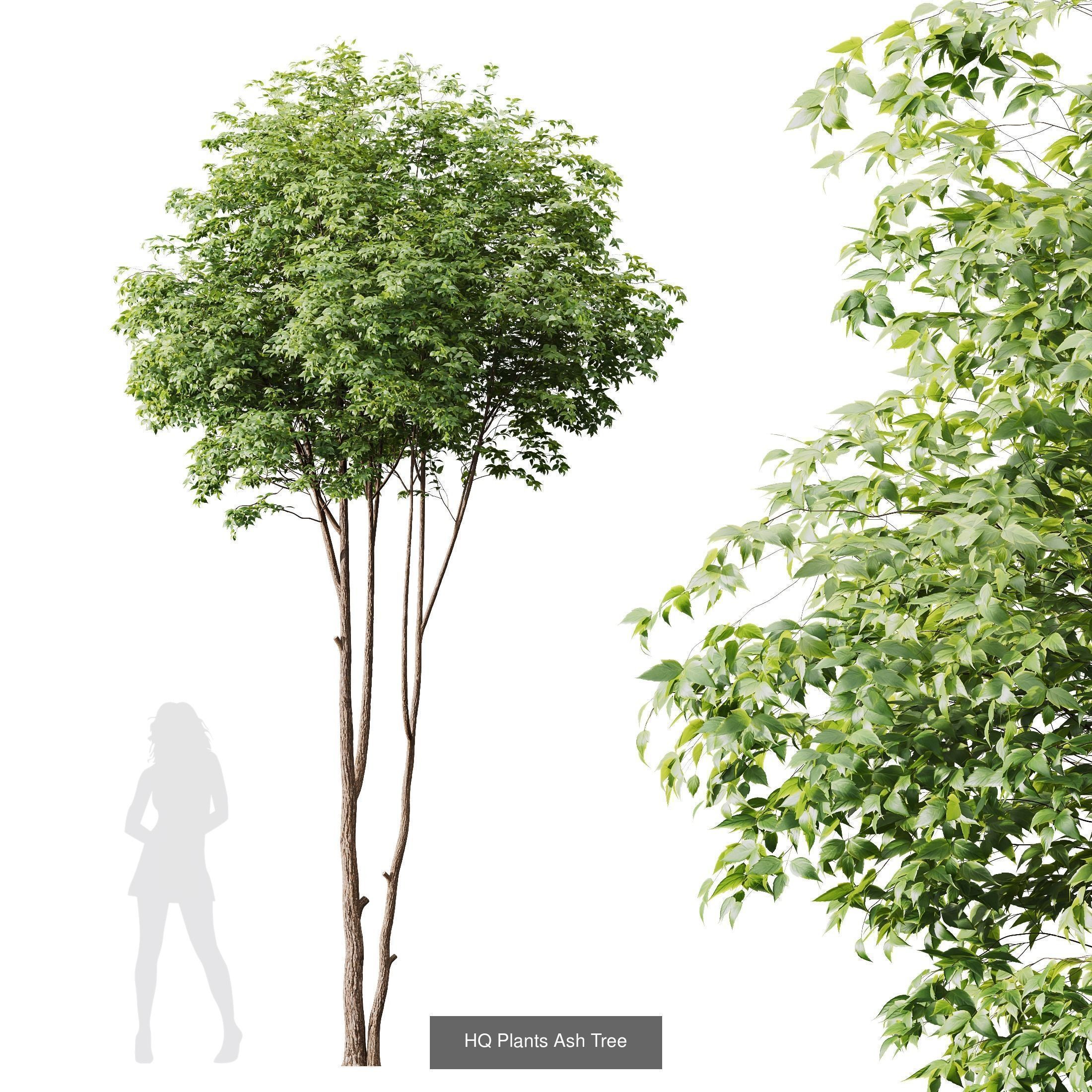 6 Different SETS of Tree SET VOL16 3D Model Collection_5