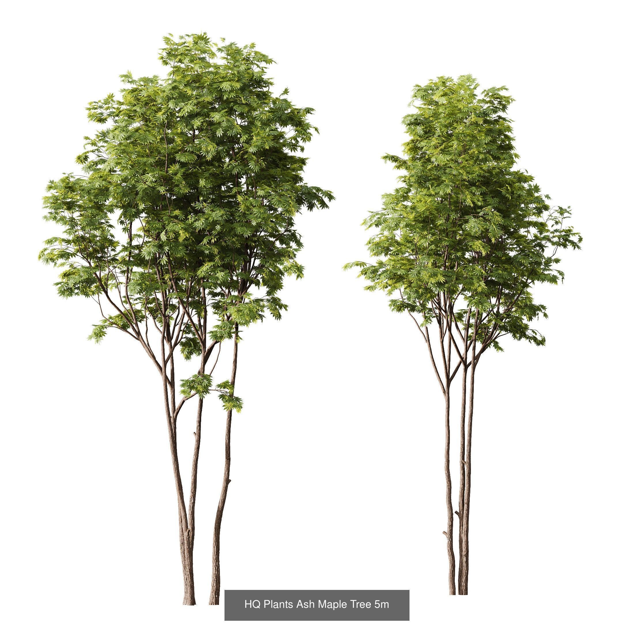 6 Different SETS of Tree SET VOL16 3D Model Collection_4