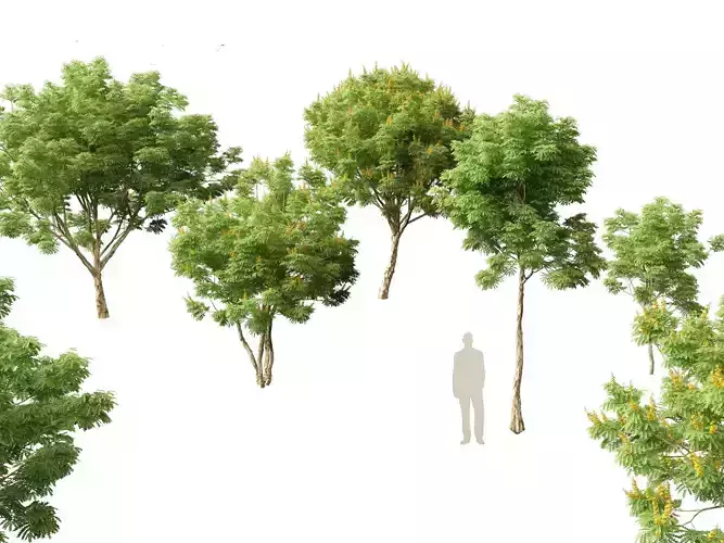 Caesalpinia ferrea - Caesalpinia ferrea