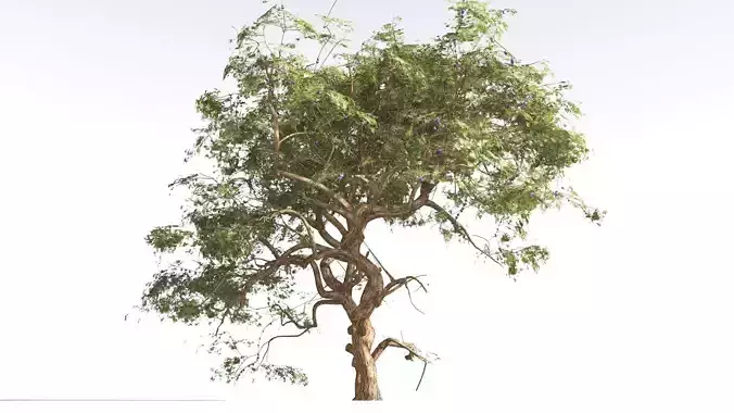 EVERYPlant Utah Juniper 2 --16 Models-- 3D model