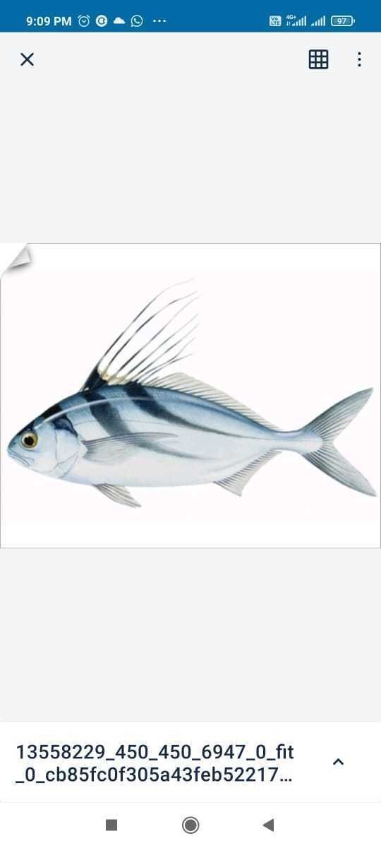 Green Fish  3D print model_4